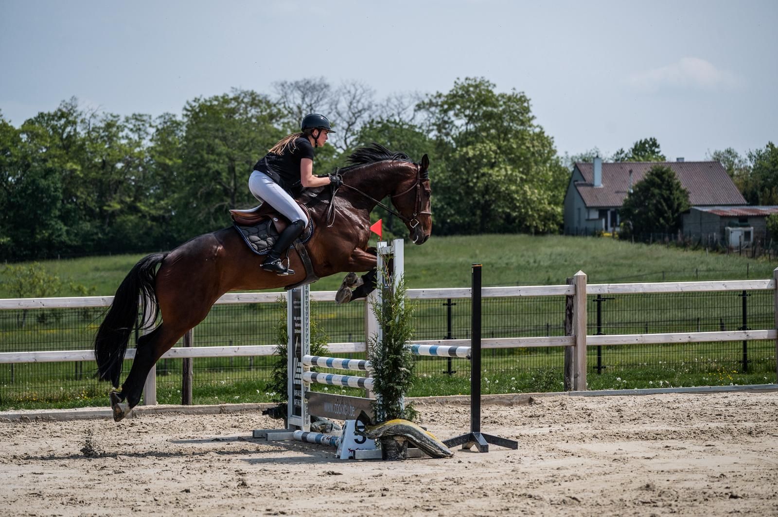 6-year-old Dourkhan Hero Z gelding for sale