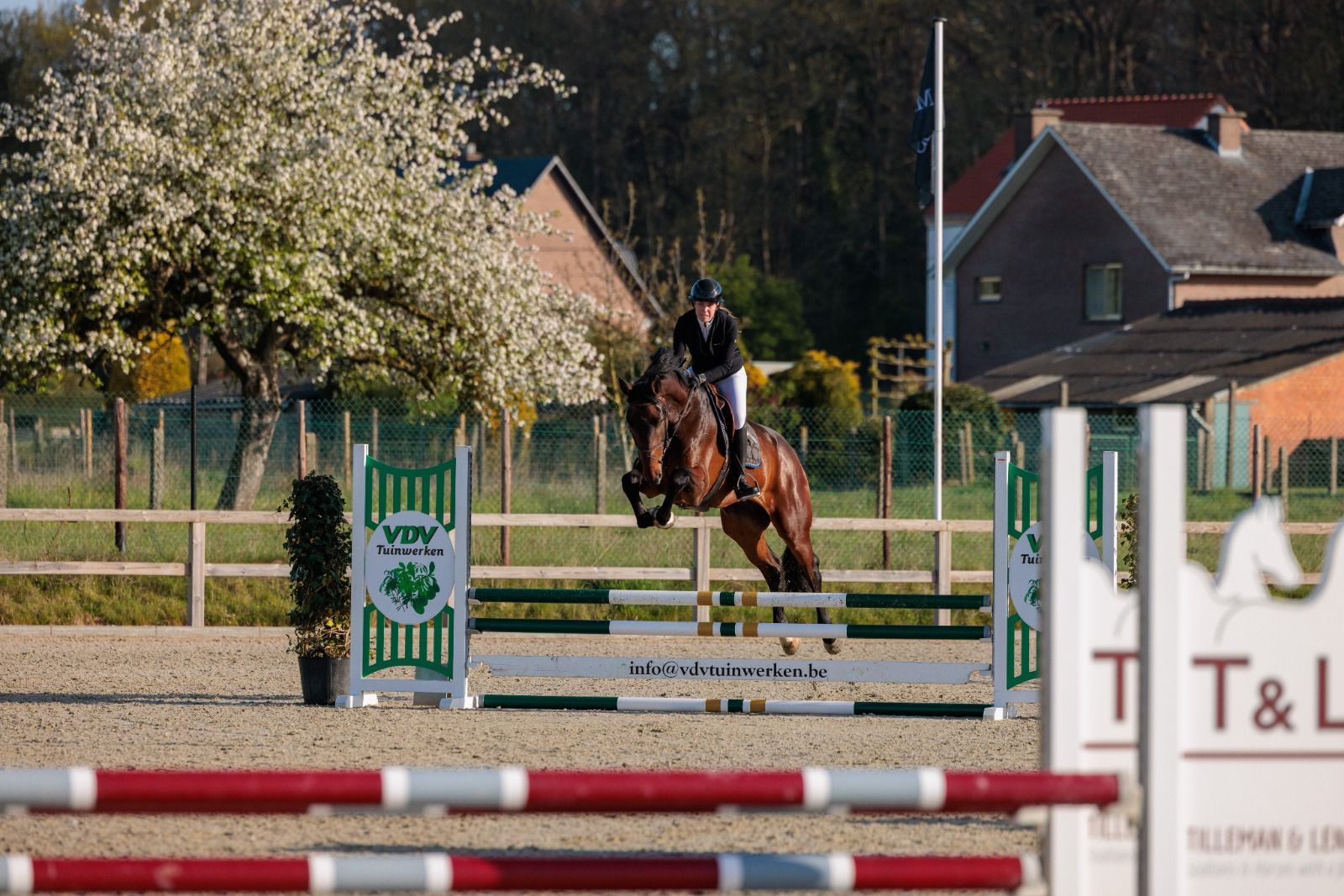 6-year-old Dourkhan Hero Z gelding for sale - Photo 2
