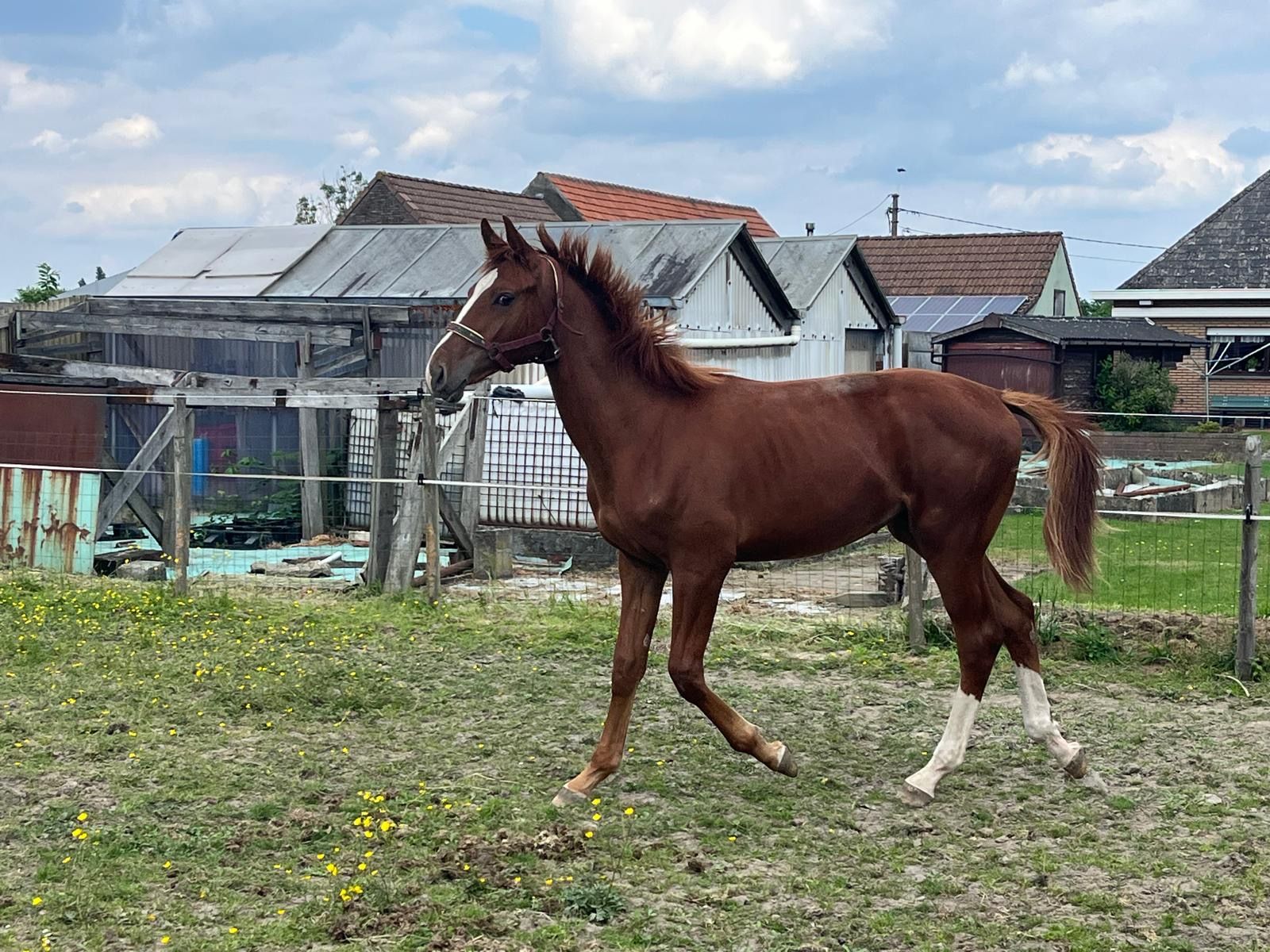 zangersheide springpaard hengst 1 years old for sale - Main photo