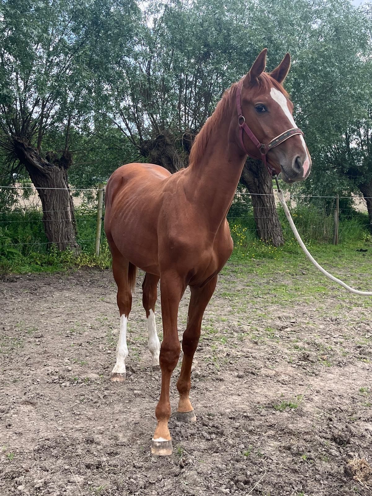 zangersheide springpaard hengst 1 years old for sale - Photo 3