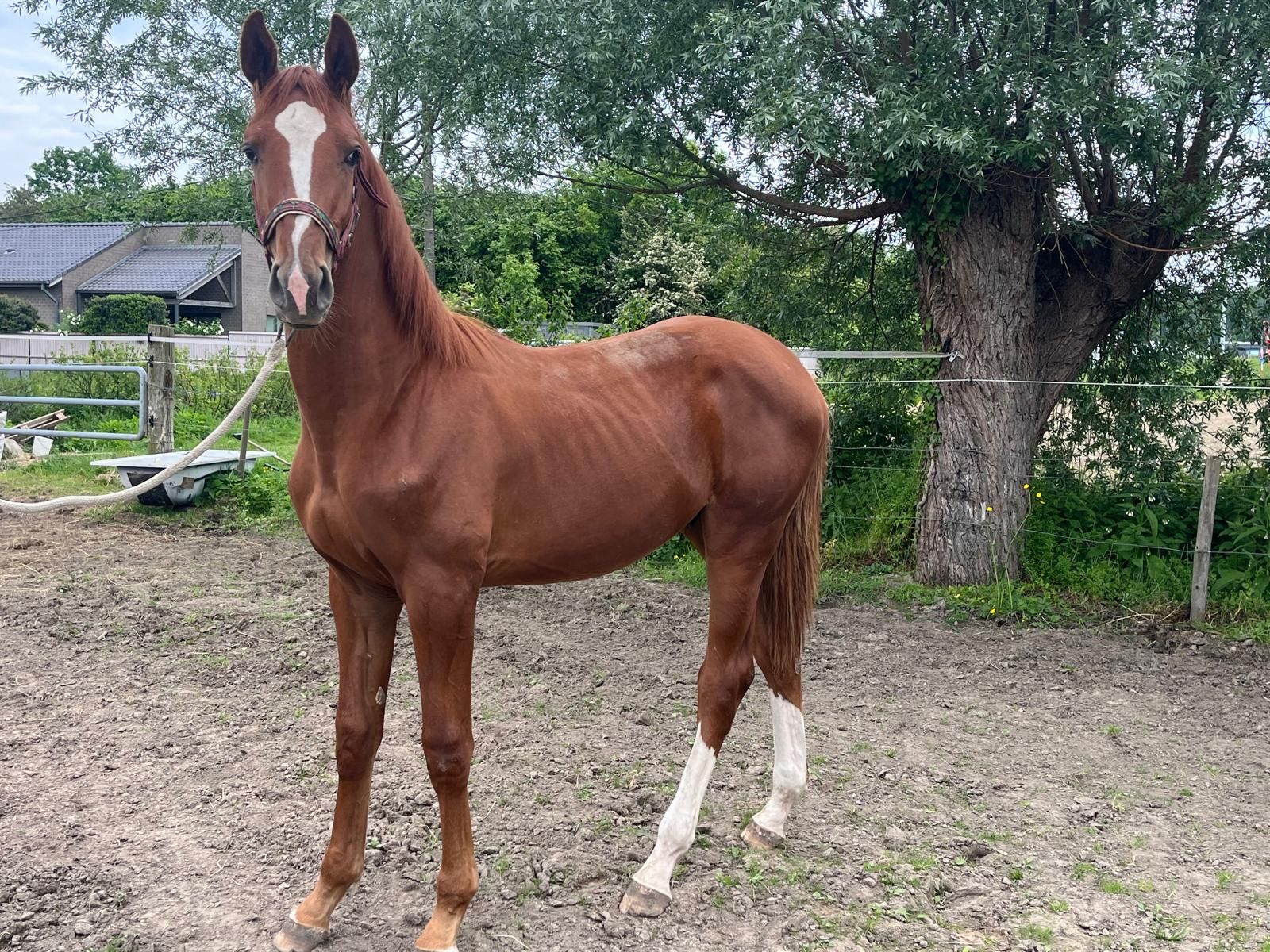 zangersheide springpaard hengst 1 years old for sale - Photo 2