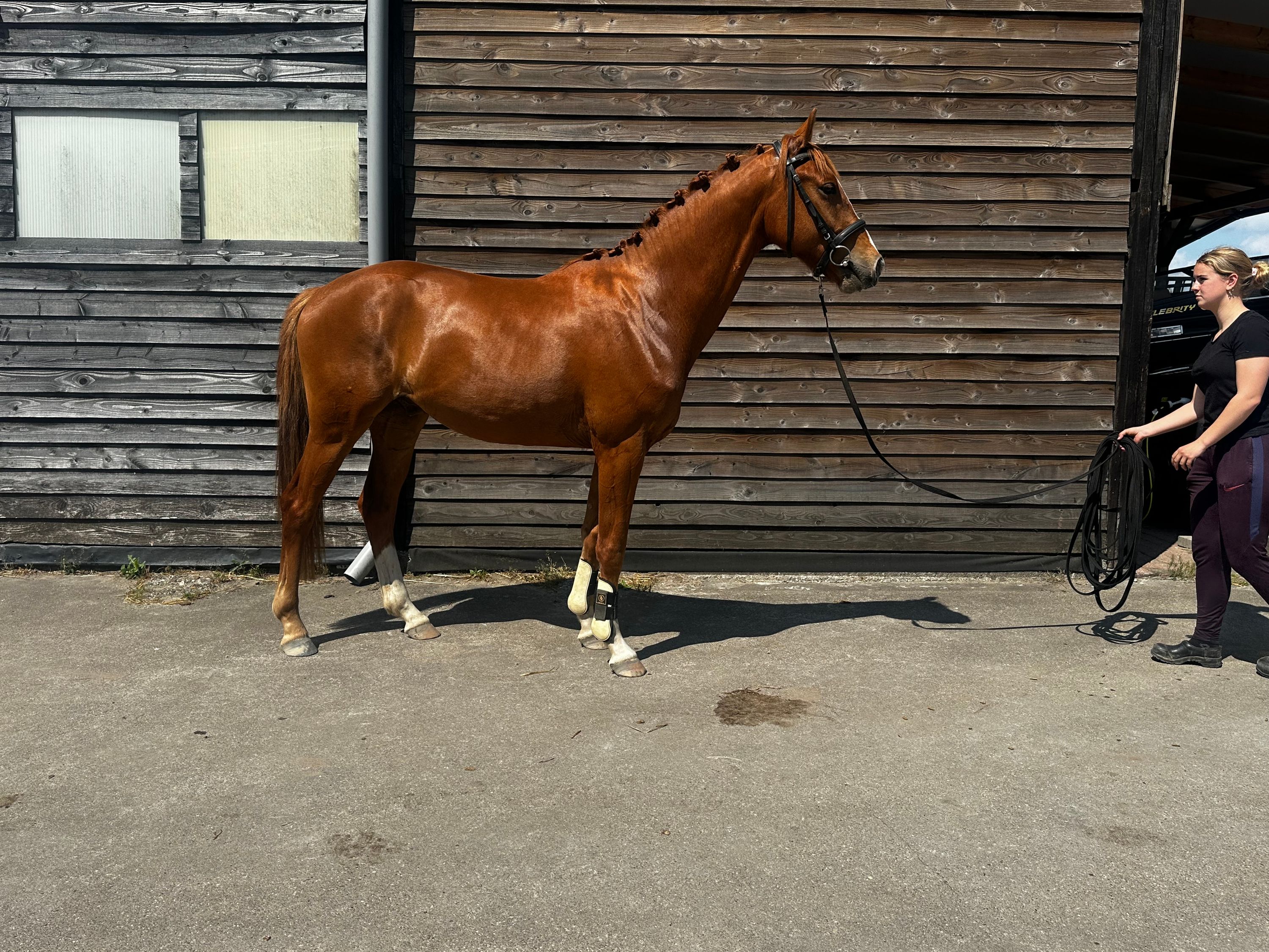 kwpn dressuurpaard ruin 3 years old vos for sale - Photo 6
