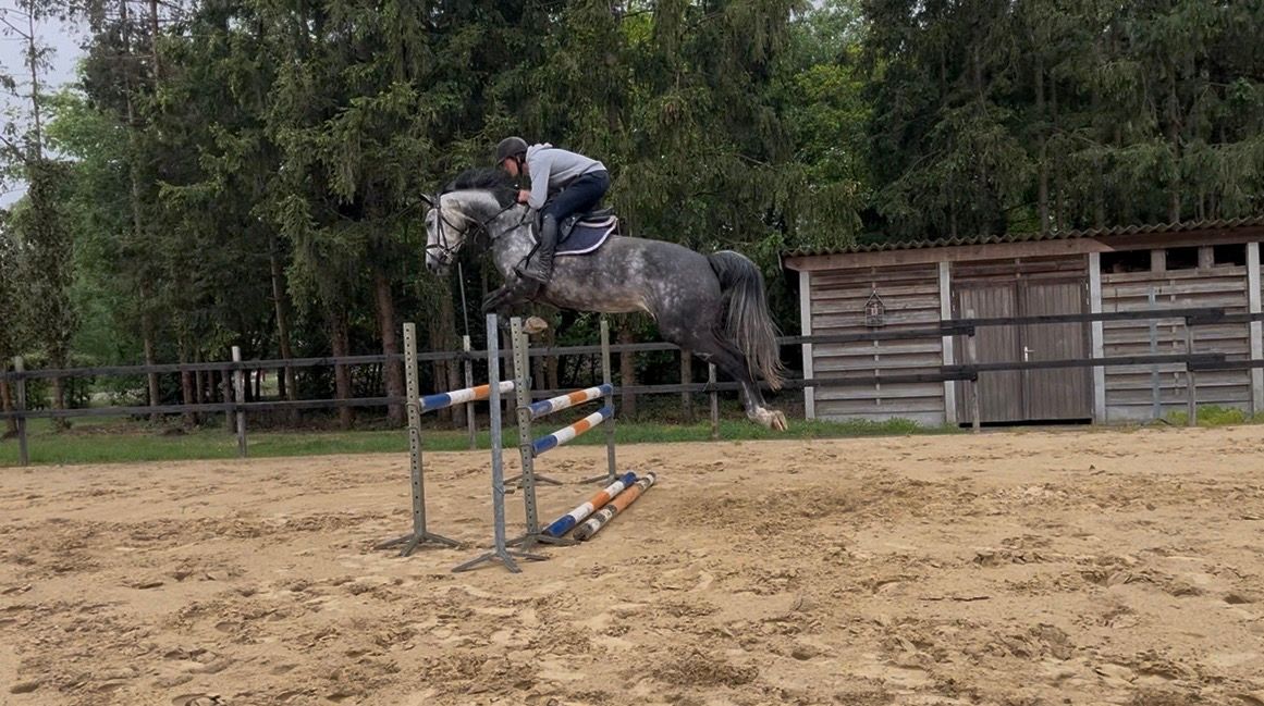 Jument d'obstacle de 6 ans