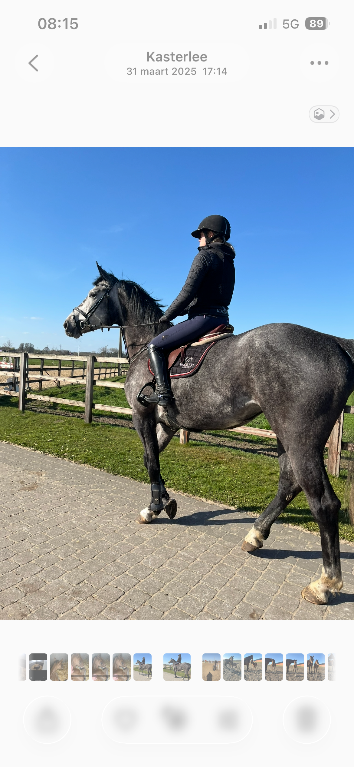 bwp springpaard merrie 6 years old schimmel for sale - Photo 2