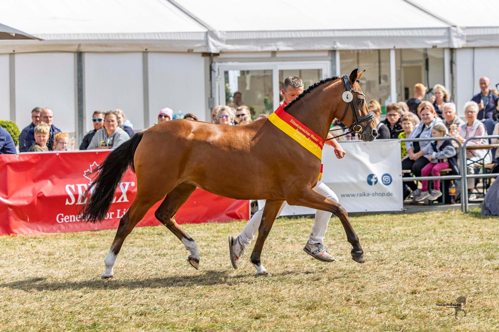 westfalen dressuurpony hengst 0 år andere-kleur till salu - Foto 5