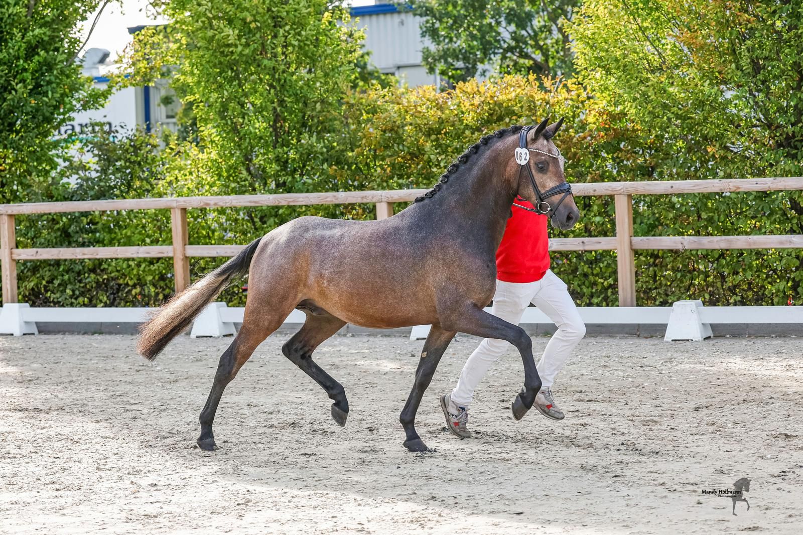 westfalen dressuurpony hengst 0 år andere-kleur till salu - Foto 3