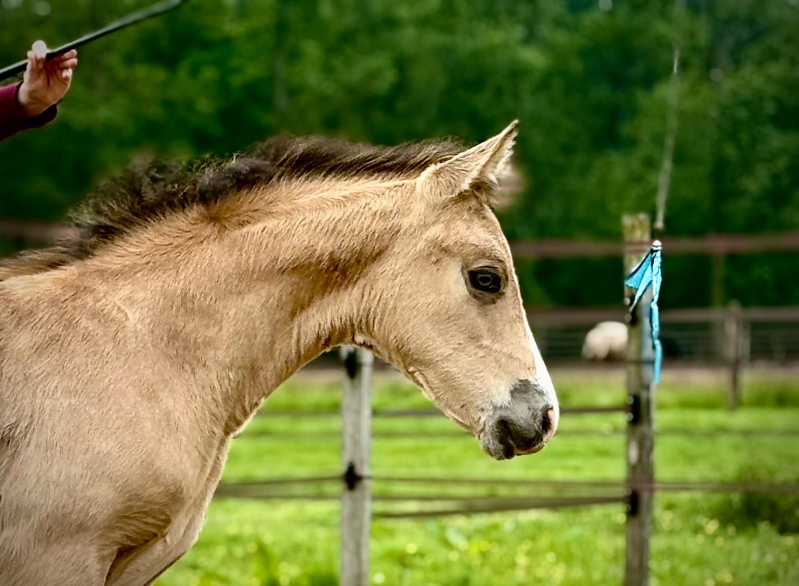 westfalen dressuurpony hengst 0 år andere-kleur till salu - Foto 2