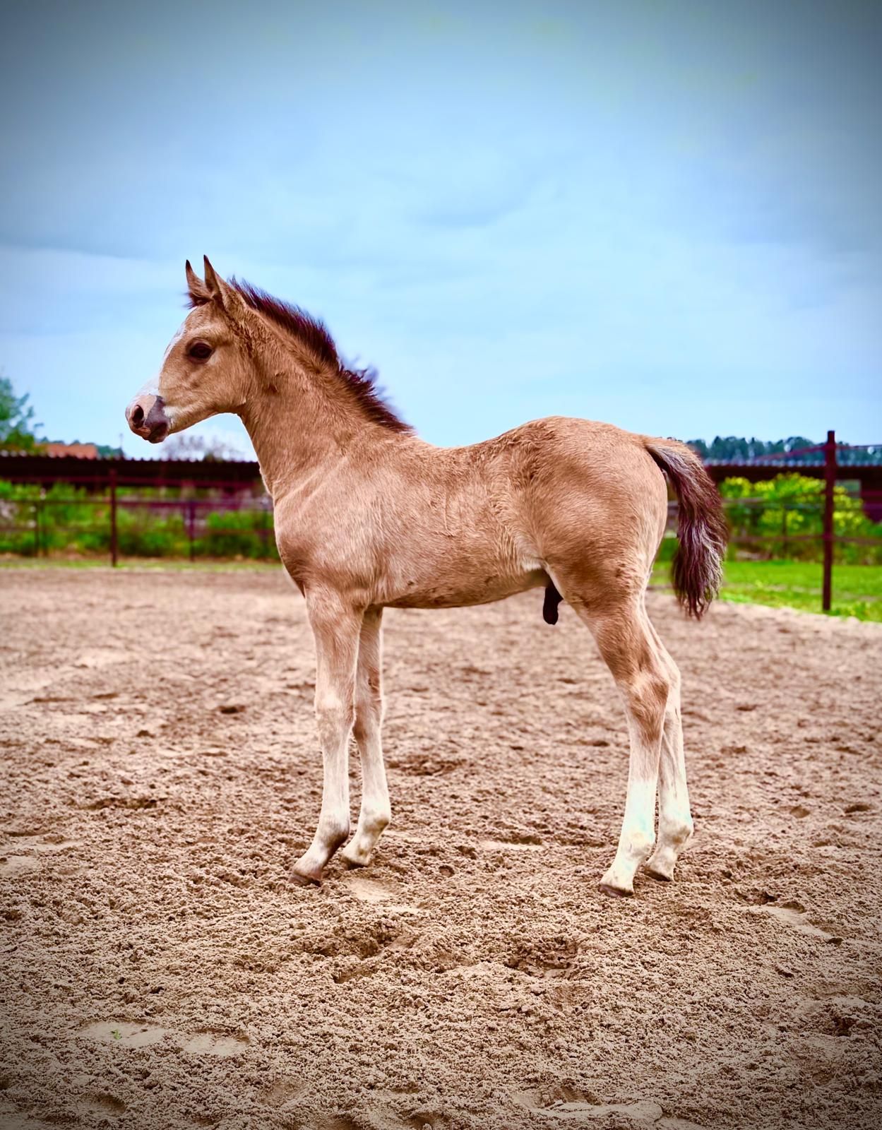 German D-pony dressage foal from pedigree-rich sport lineage