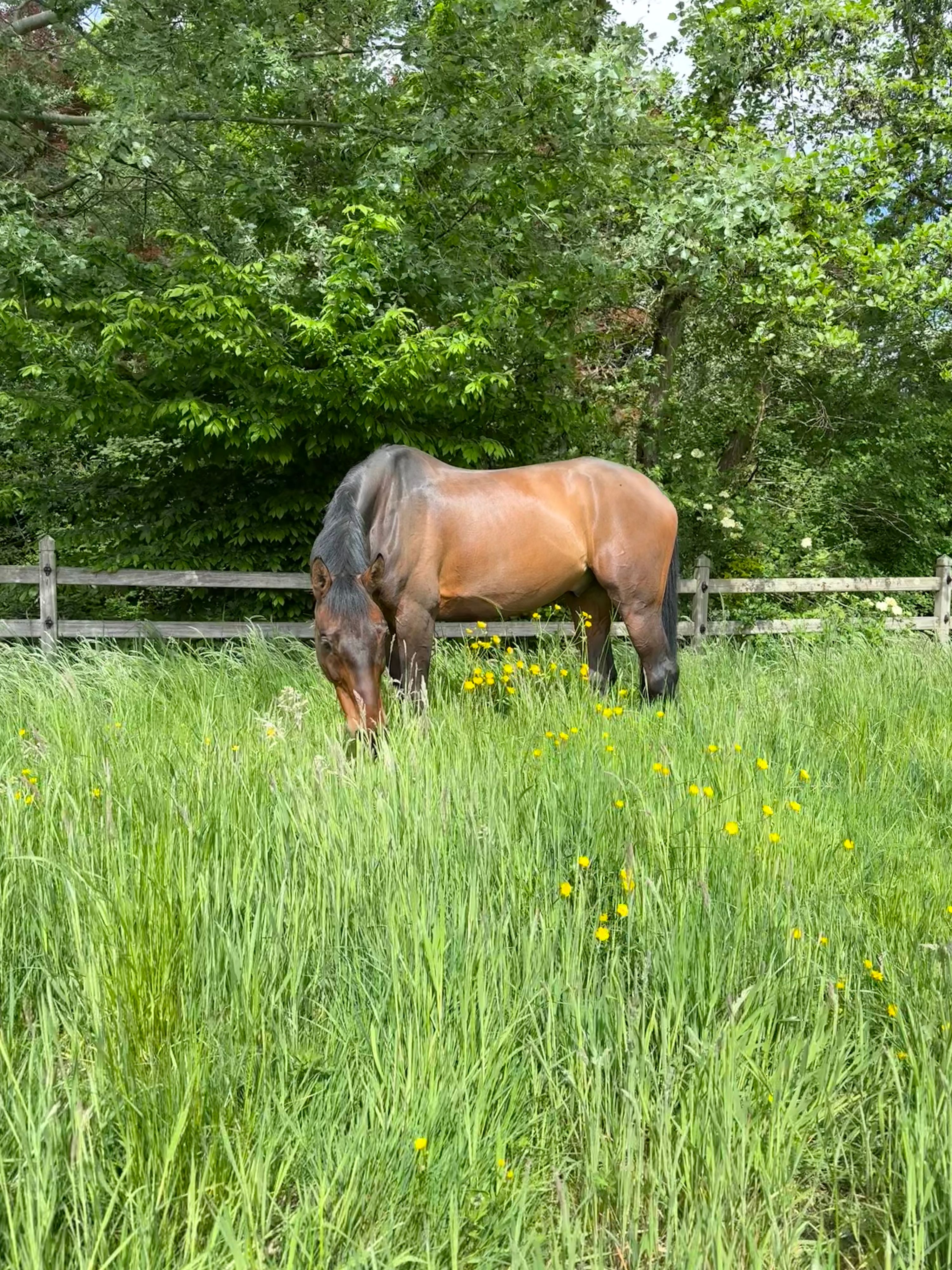 springpaard ruin 13 años bruin en venta - Foto 3