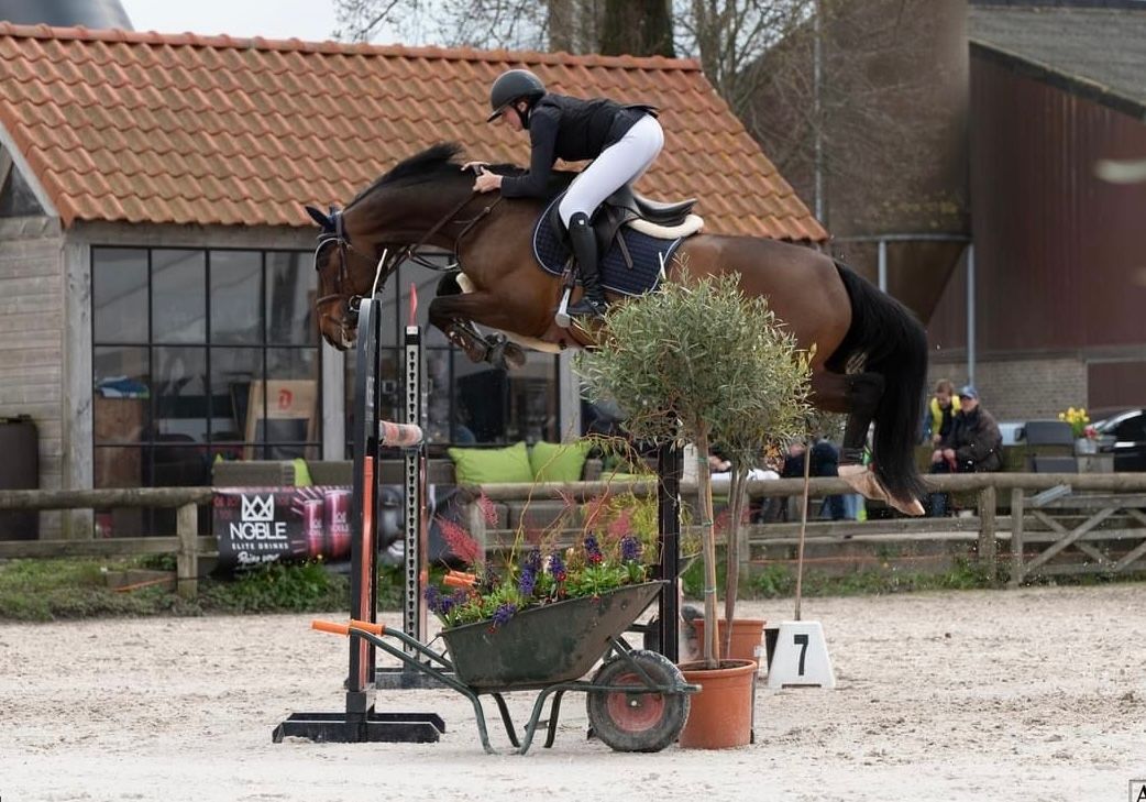 springpaard ruin 13 años bruin en venta - Foto 2