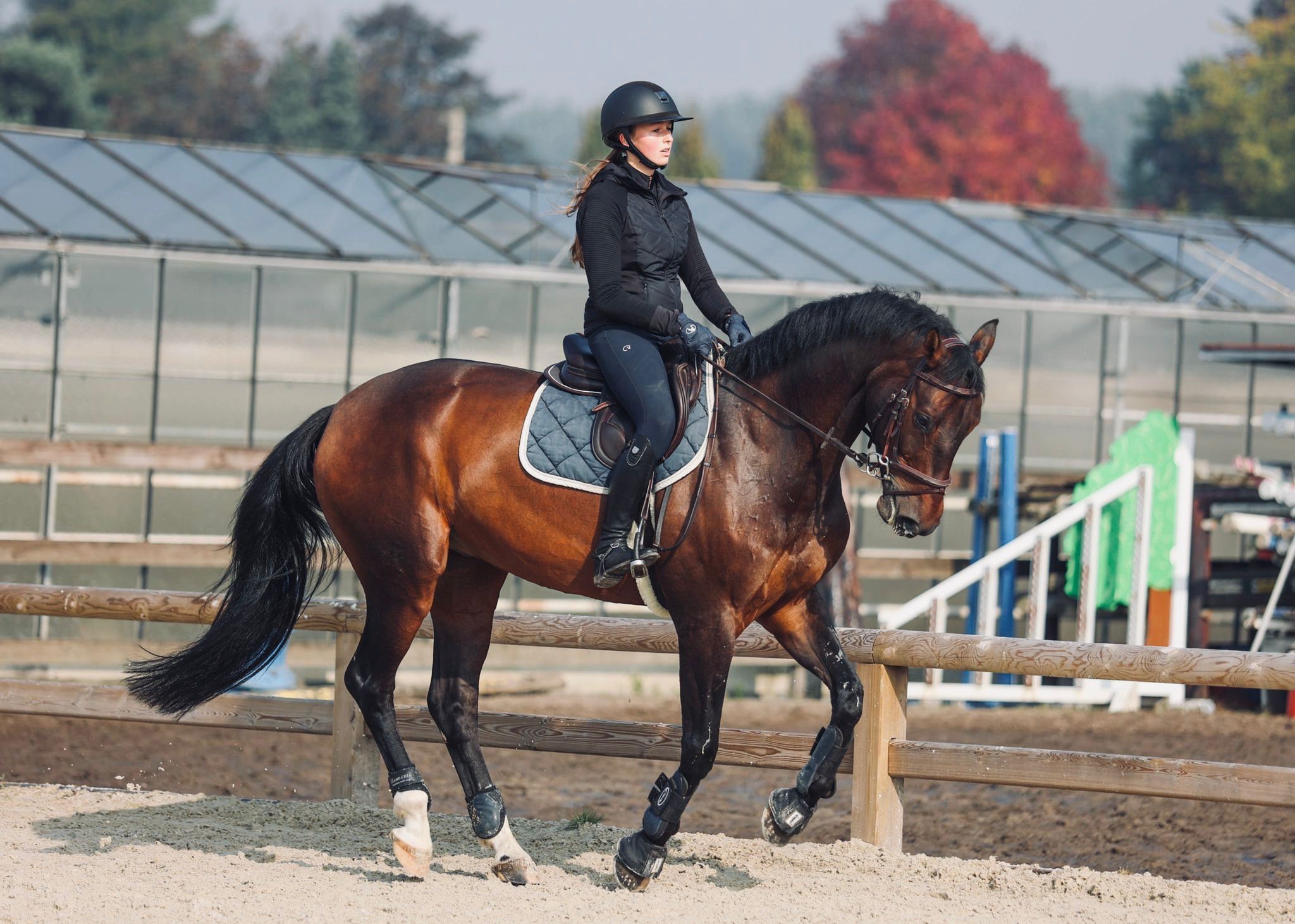 springpaard ruin 13 años bruin en venta - Foto 6