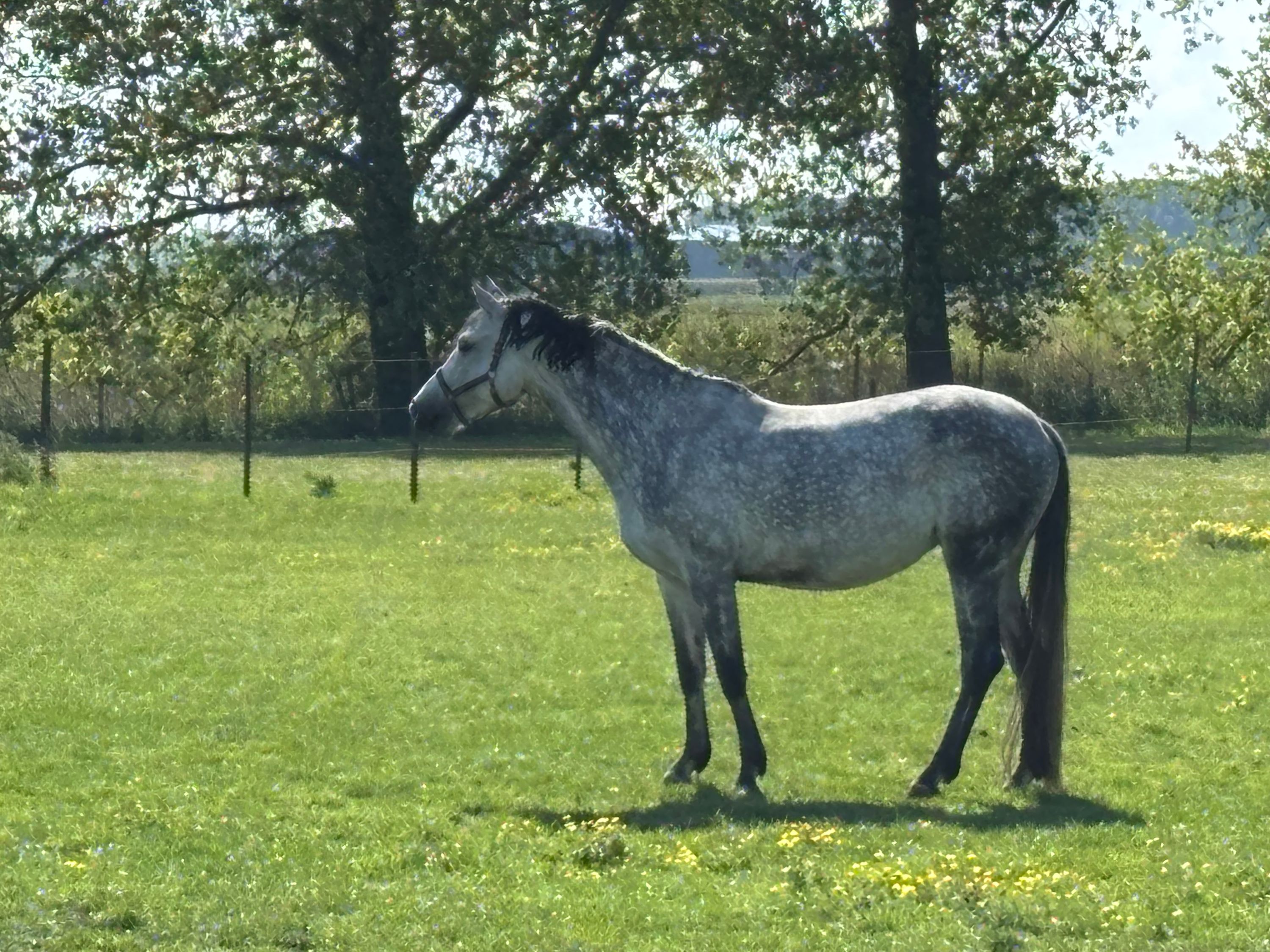 Broodmares from proven sport lines, home-bred