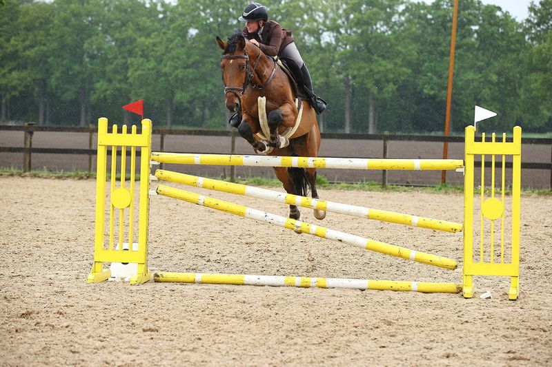 Talented 9-year-old show jumping gelding