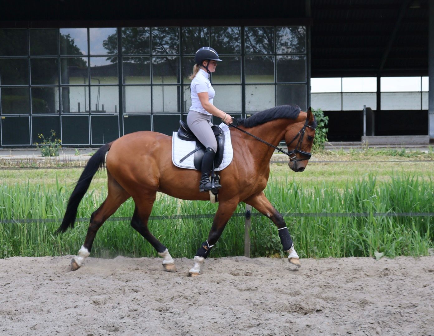 bwp springpaard ruin 9 years old bruin for sale - Photo 6
