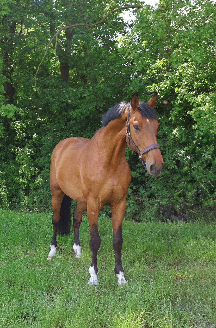 bwp springpaard ruin 9 years old bruin for sale - Photo 5