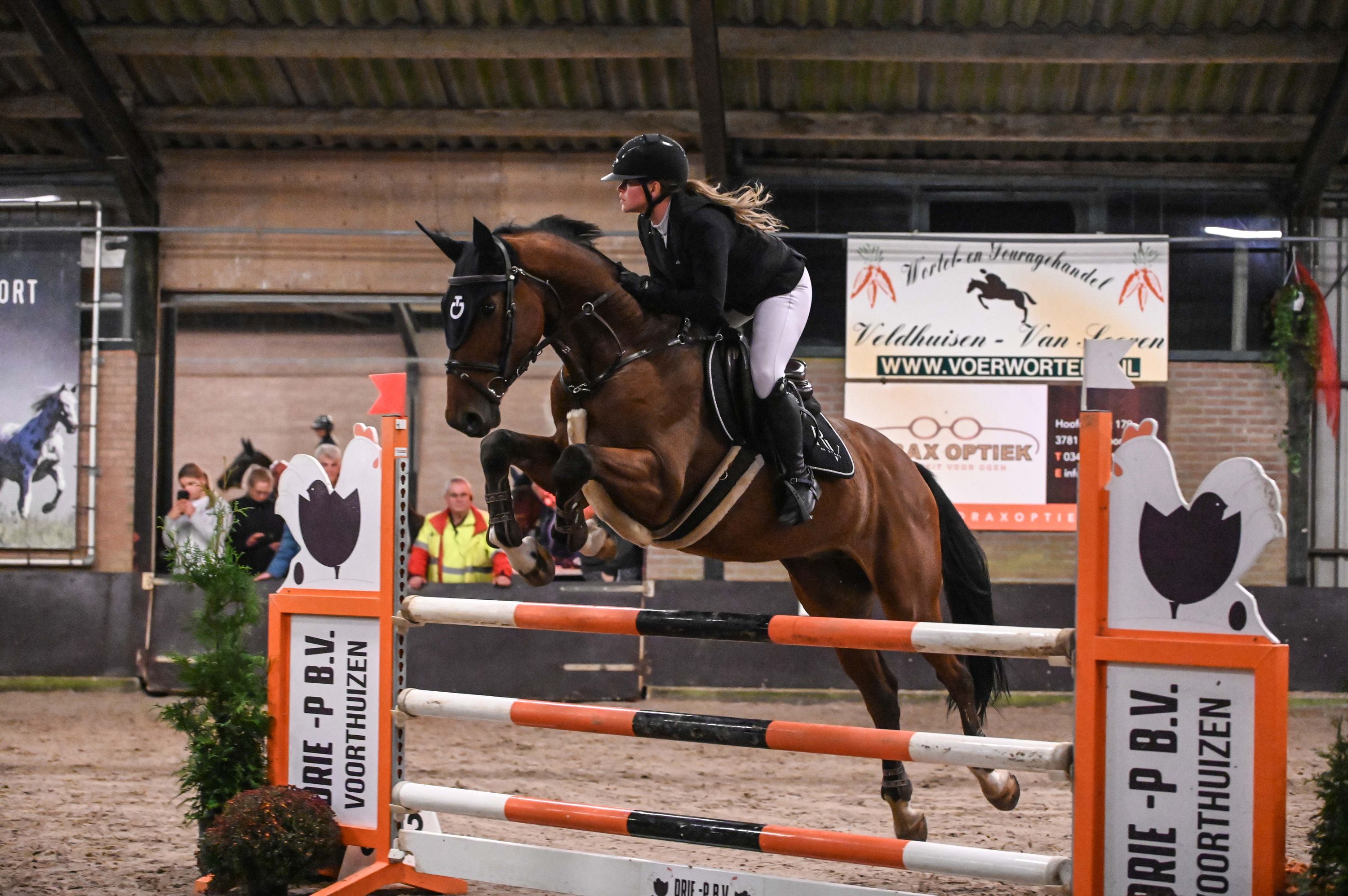 bwp springpaard ruin 9 years old bruin for sale - Photo 4