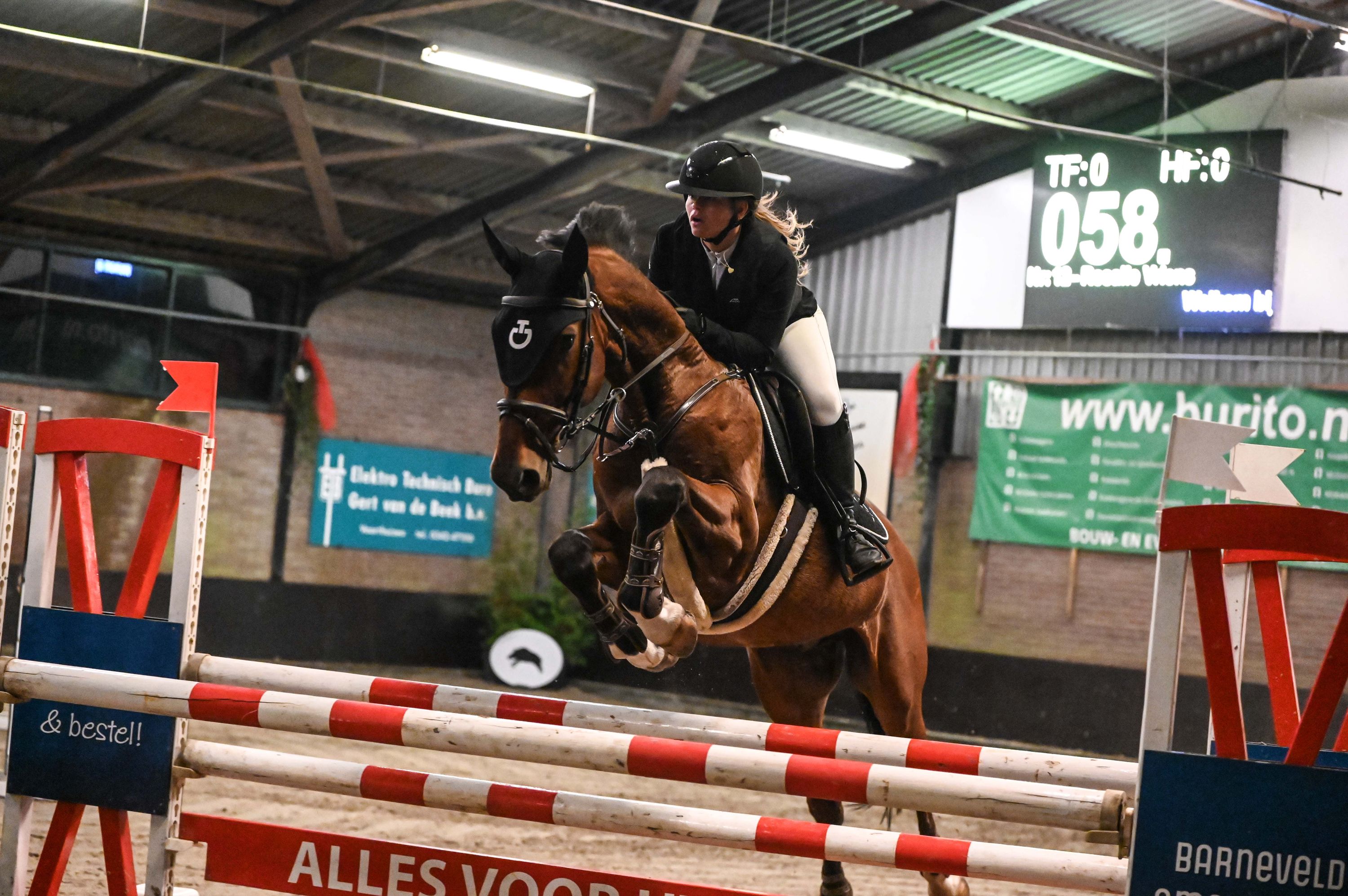 bwp springpaard ruin 9 years old bruin for sale - Photo 3