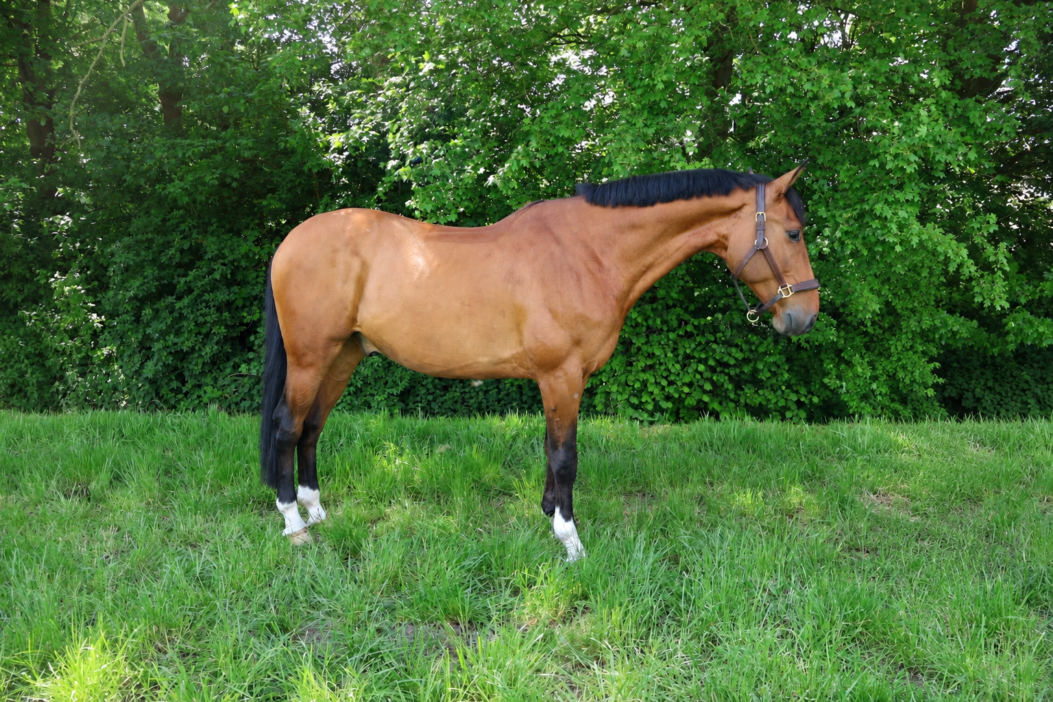 bwp springpaard ruin 9 years old bruin for sale - Photo 2