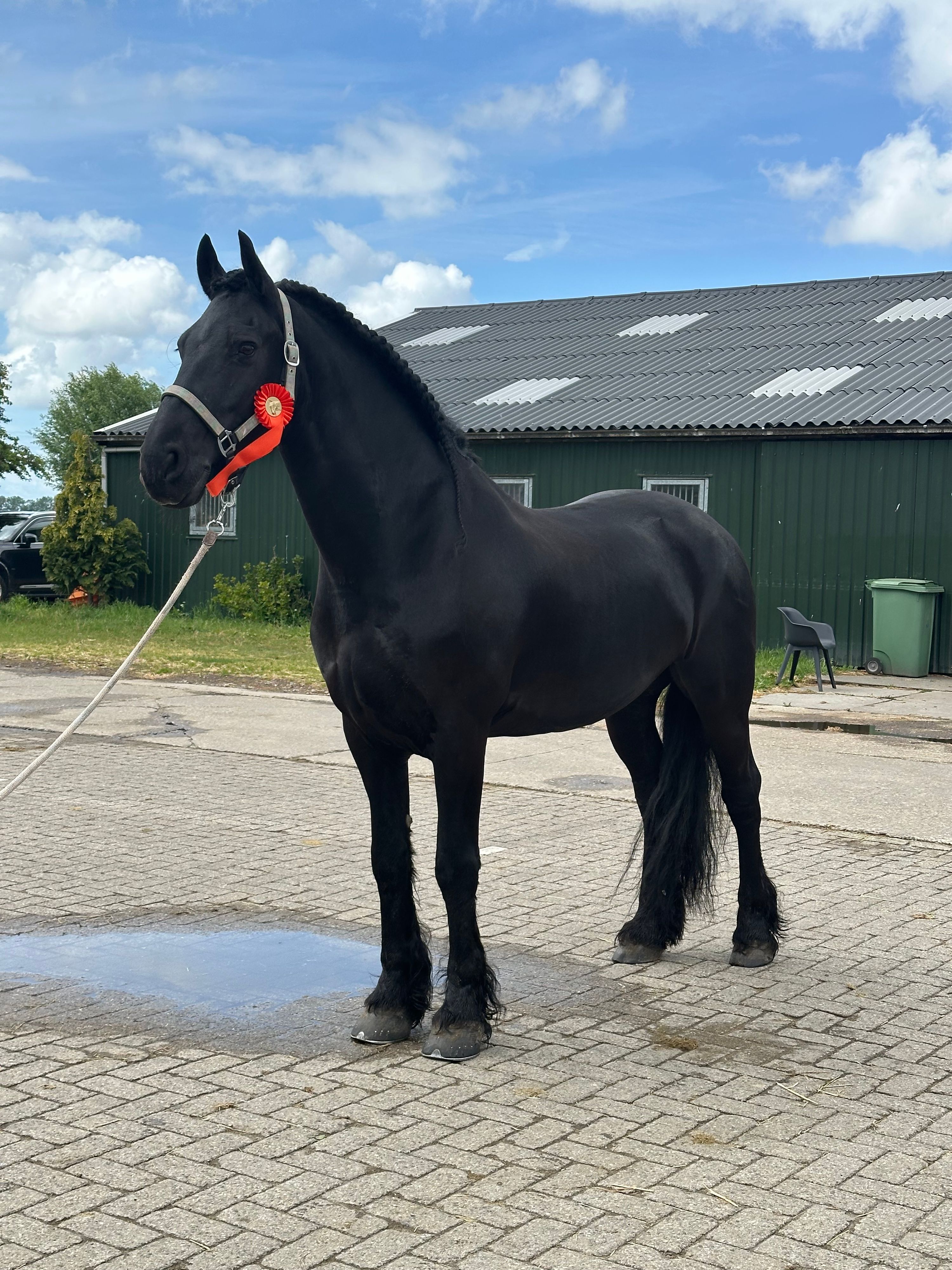 beautiful sweet Friesian gelding – Theije
