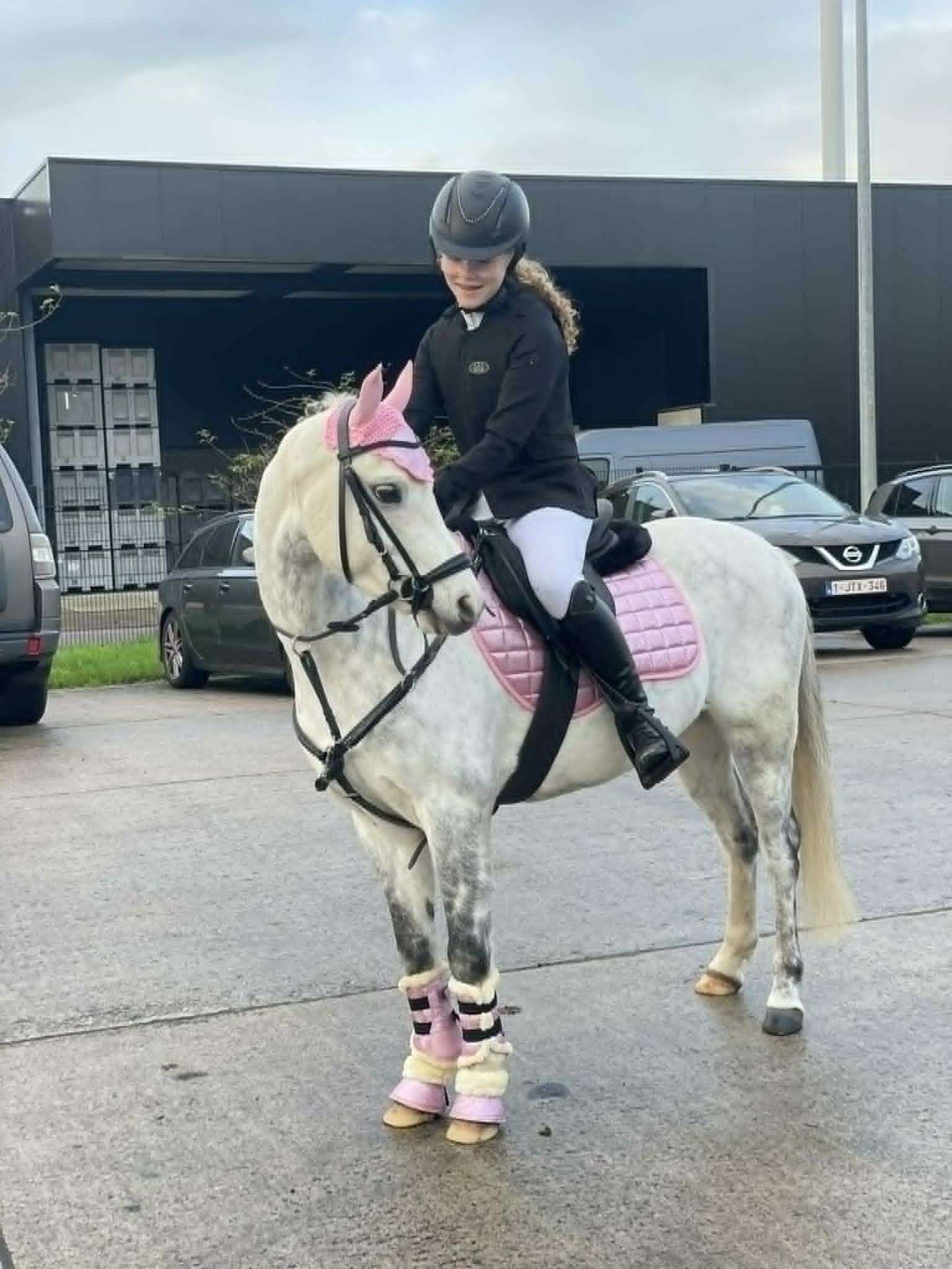 warmbloed springpony ruin 12 años schimmel en venta - Foto 3