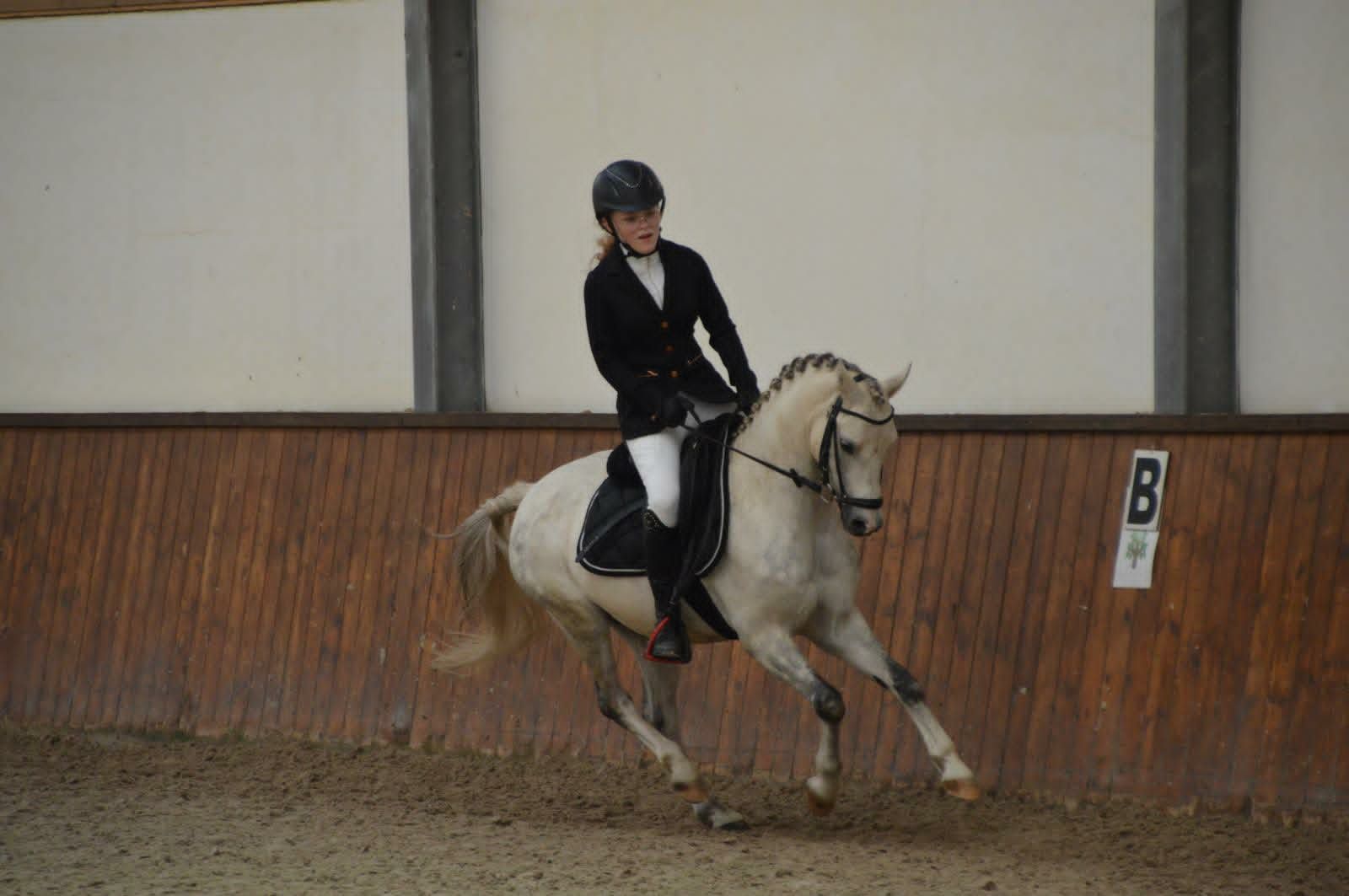 Pony Sportwelsh con pedigrí