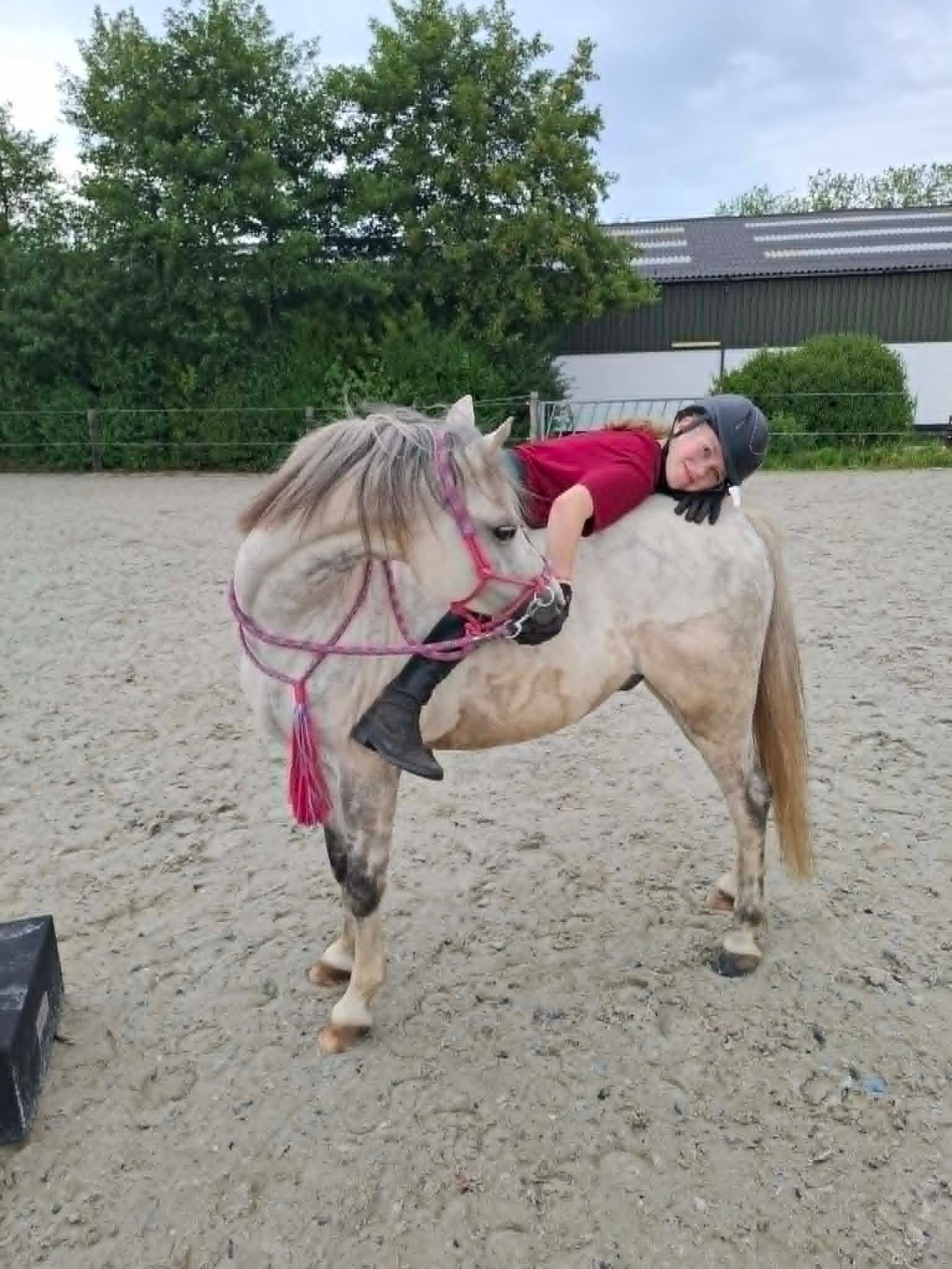 warmbloed springpony ruin 12 años schimmel en venta - Foto 5