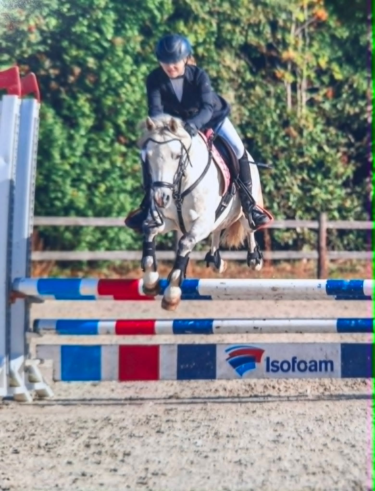warmbloed springpony ruin 12 años schimmel en venta - Foto 6