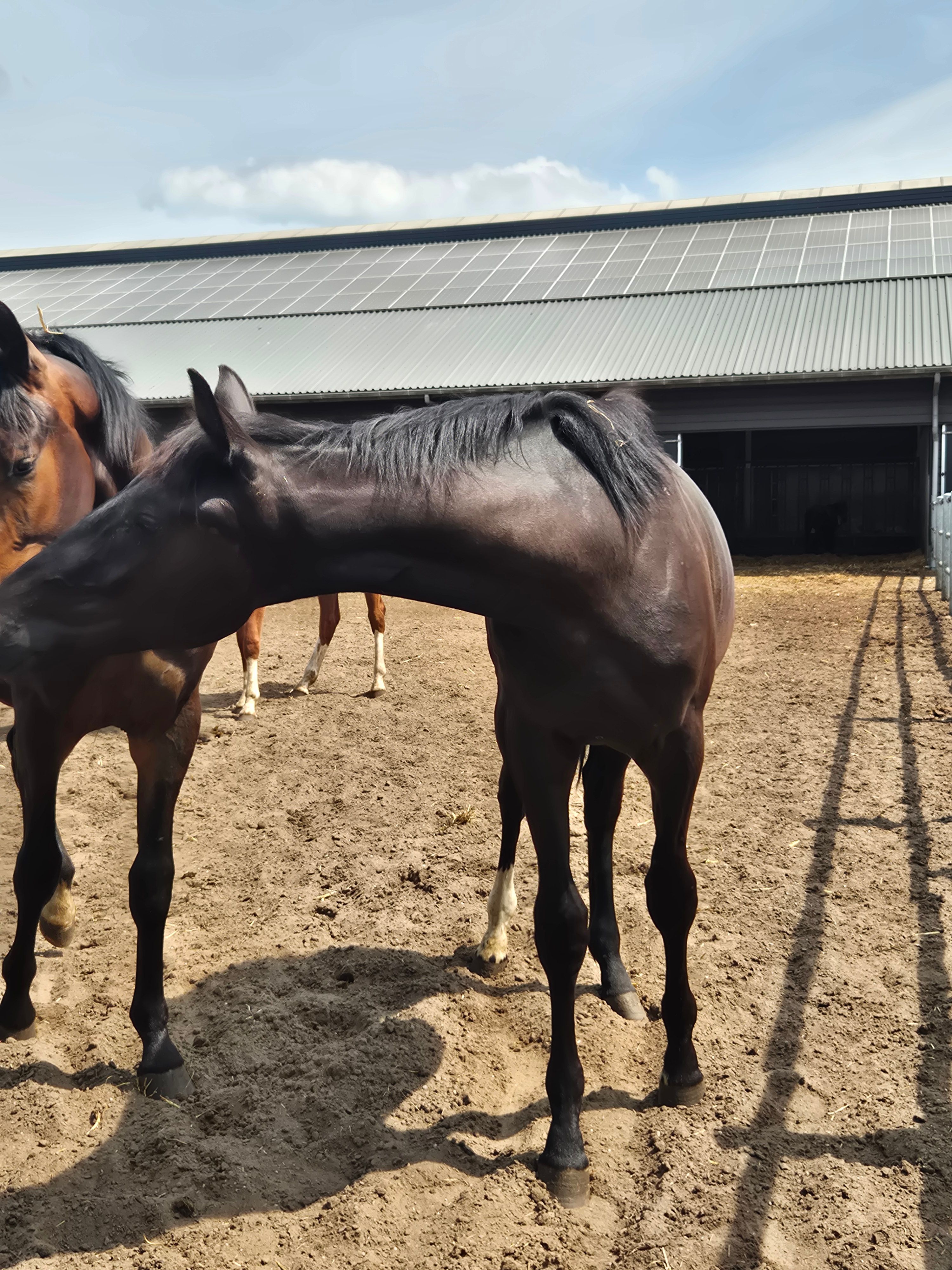 Magnifique grand yearling noir mâle