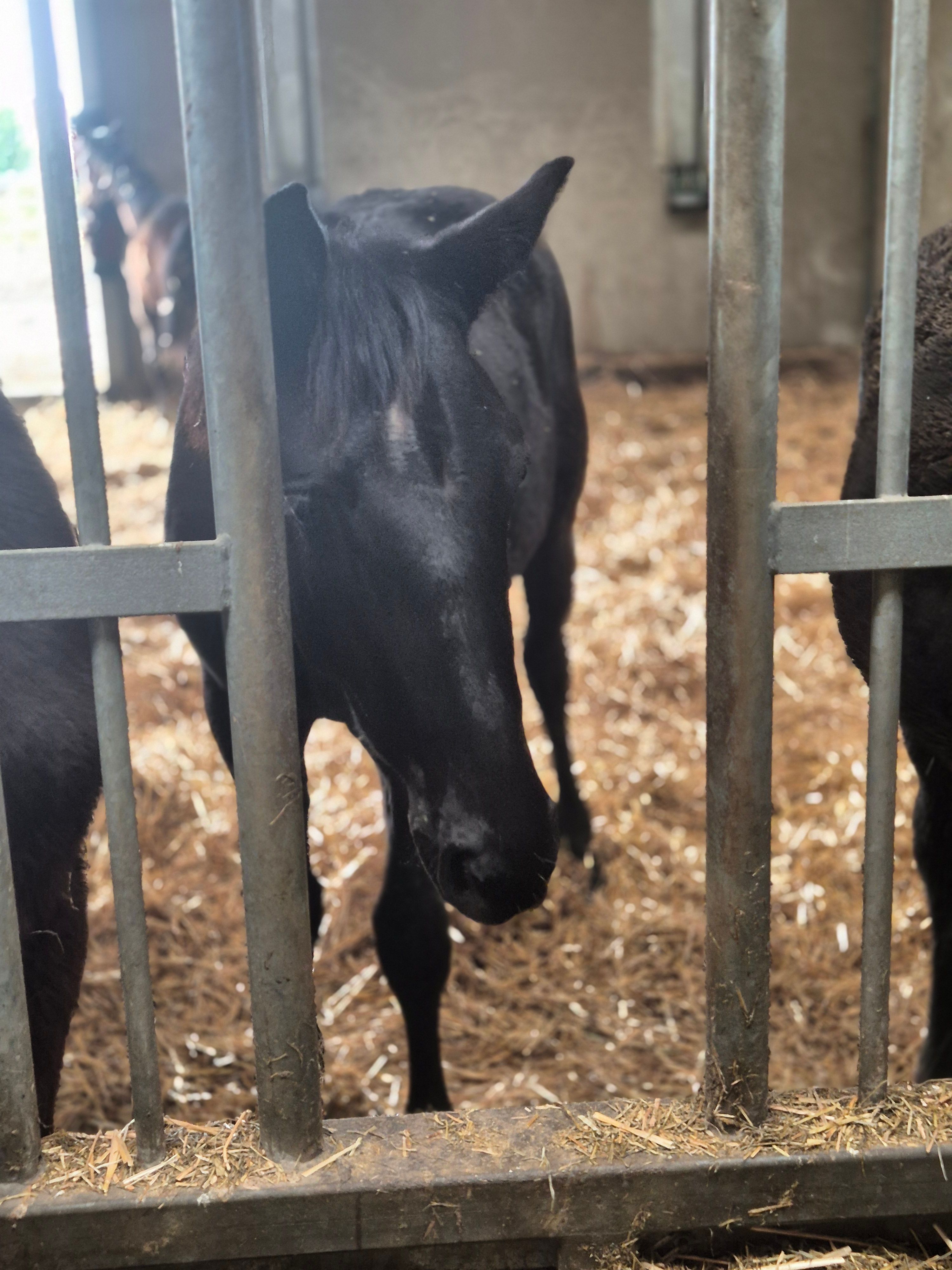 kwpn dressuurpaard hengst 1 ani zwart de vânzare - Foto 4