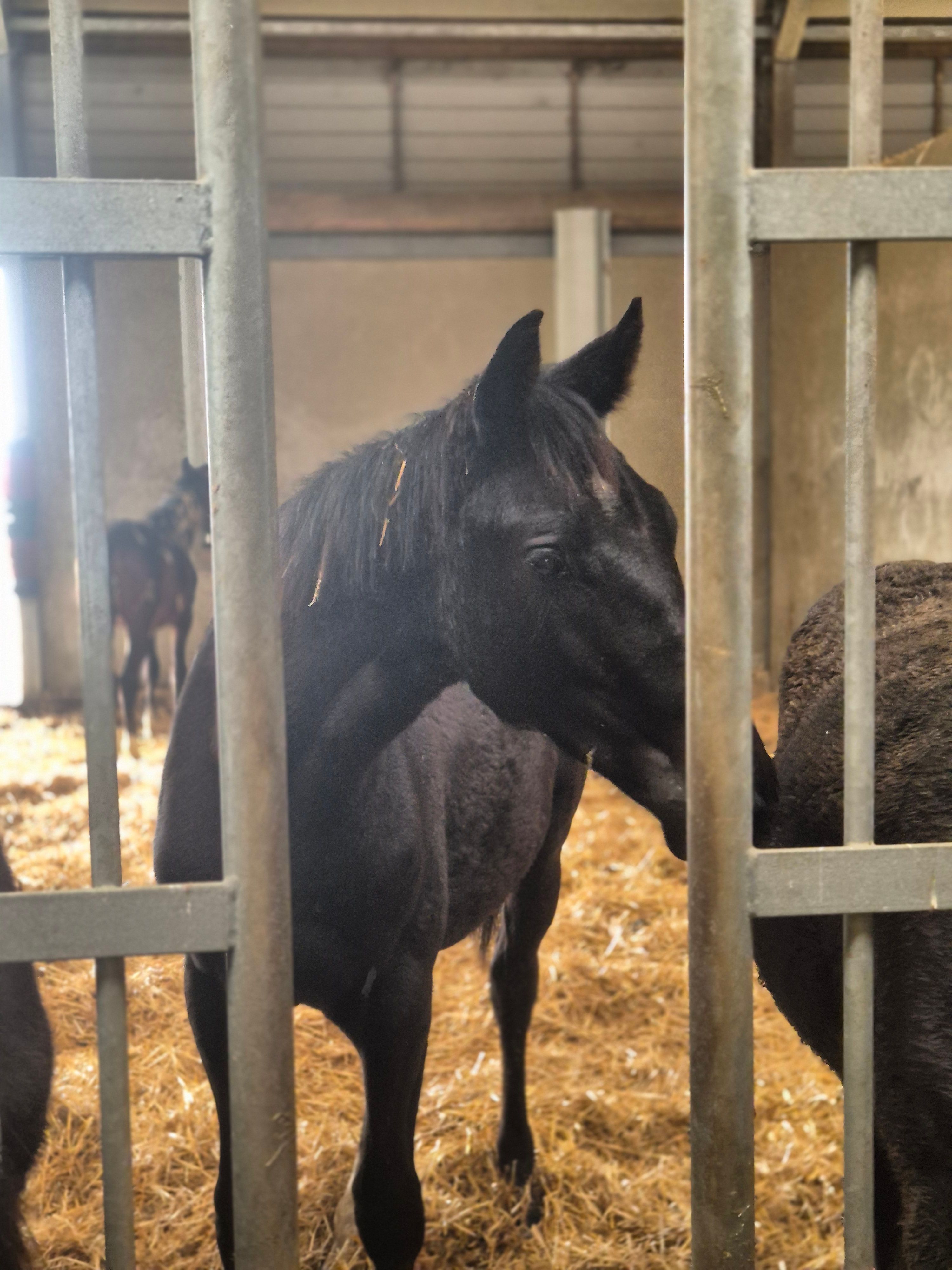kwpn dressuurpaard hengst 1 ani zwart de vânzare - Foto 5