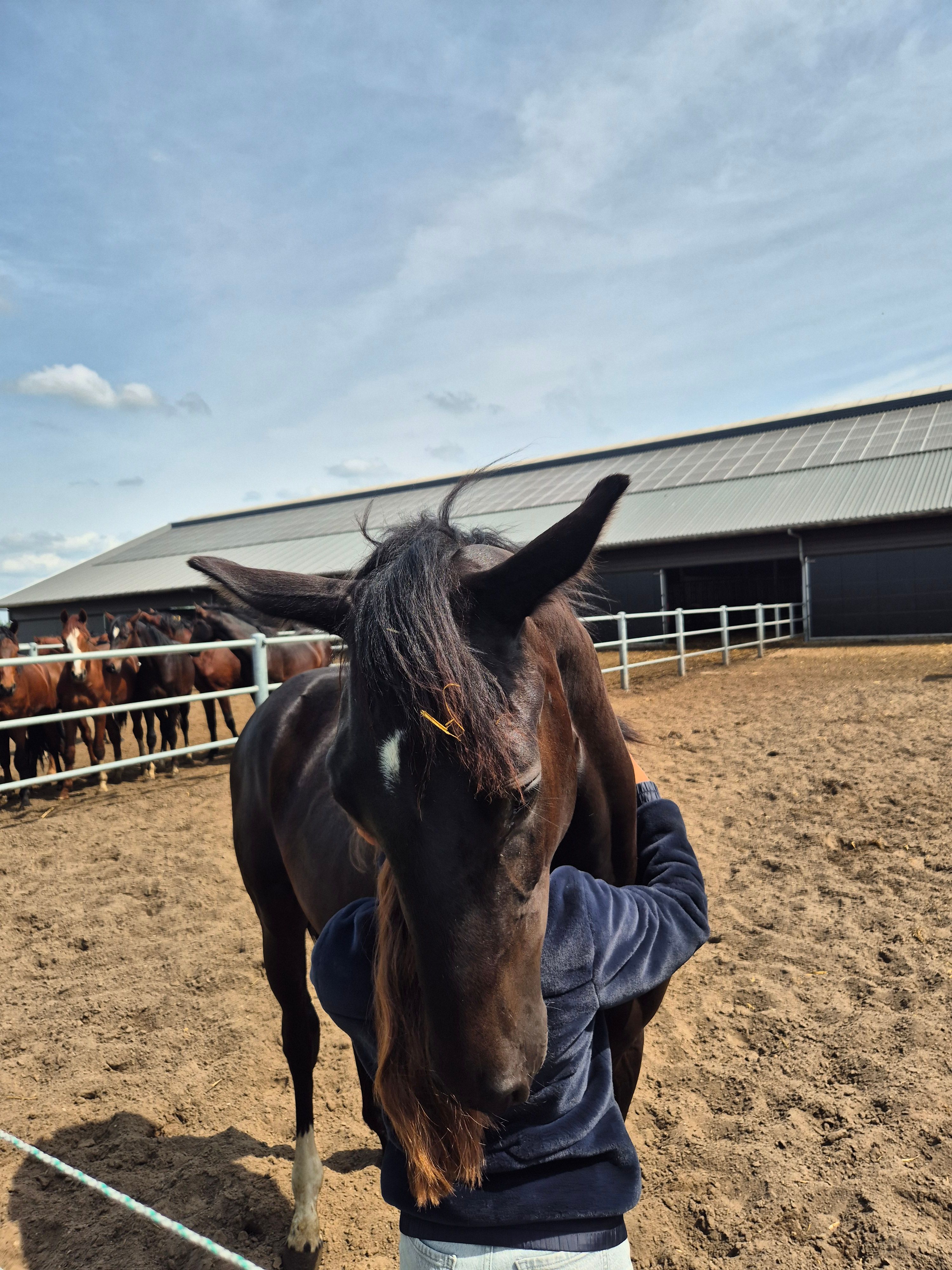 kwpn dressuurpaard hengst 1 ani zwart de vânzare - Foto 3
