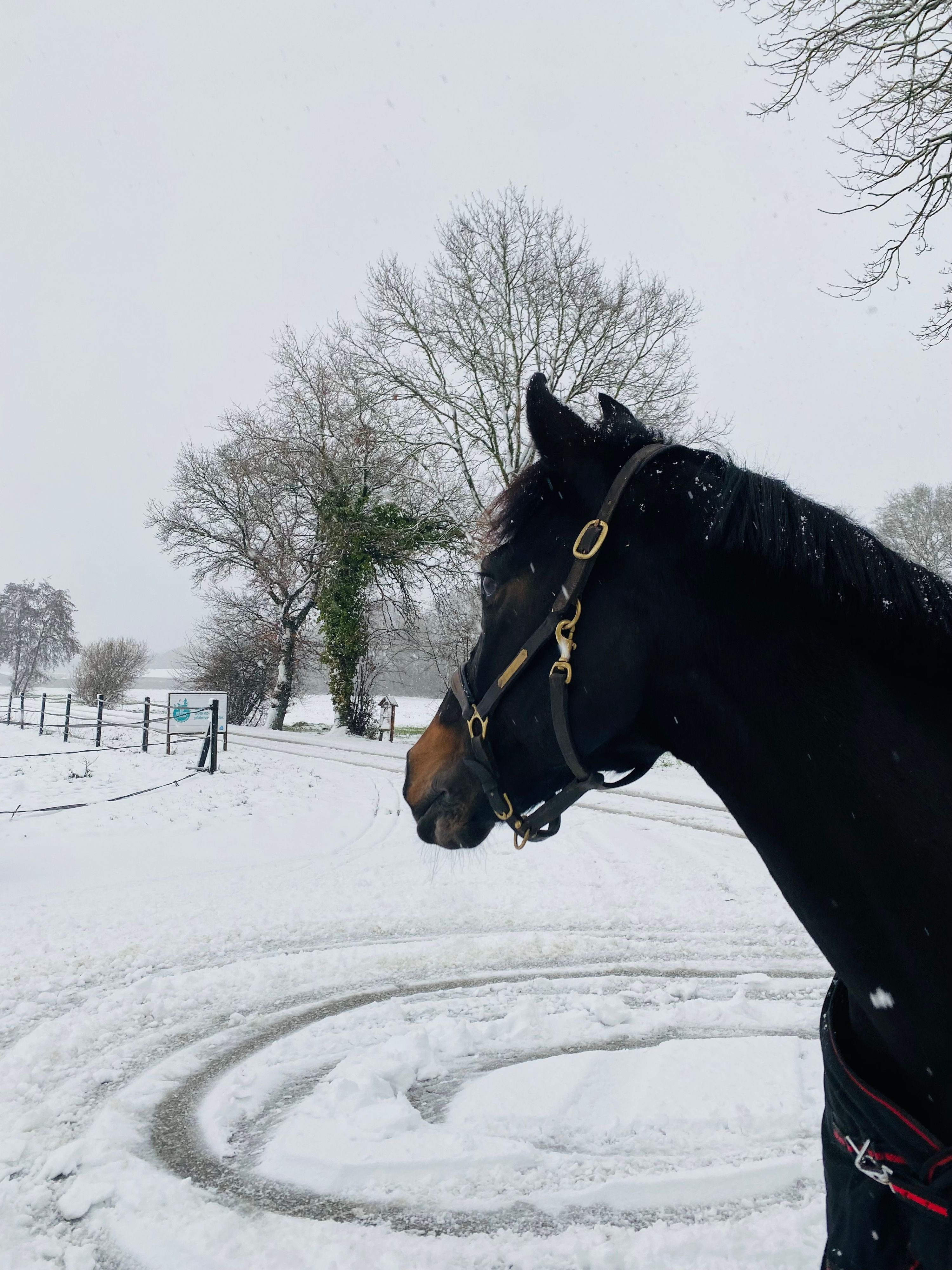 new-forest allround-pony merrie 17 years old zwart for sale - Photo 3