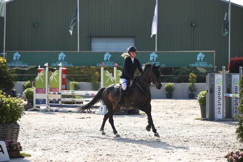 new-forest allround-pony merrie 17 years old zwart for sale - Photo 2