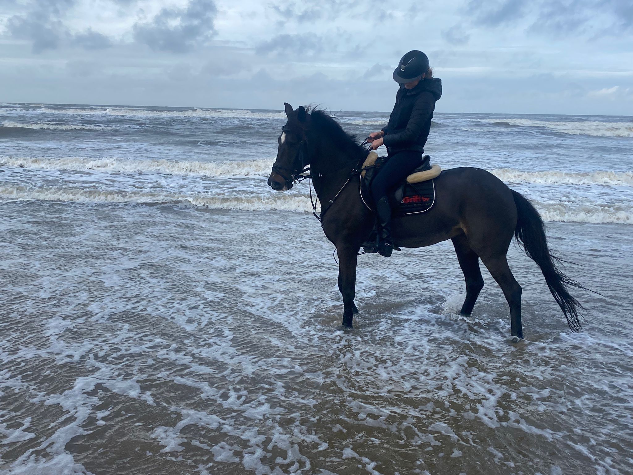 new-forest allround-pony merrie 17 years old zwart for sale - Photo 6