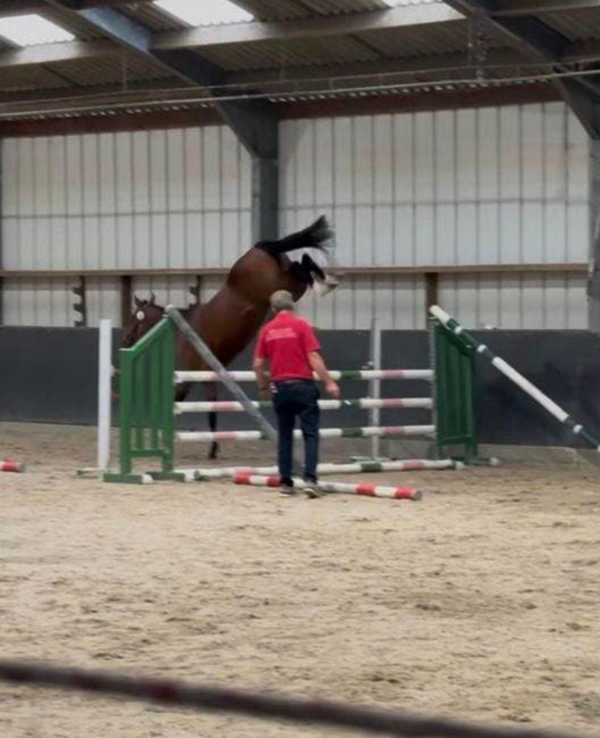 warmbloed springpaard merrie 4 años bruin en venta - Foto 2