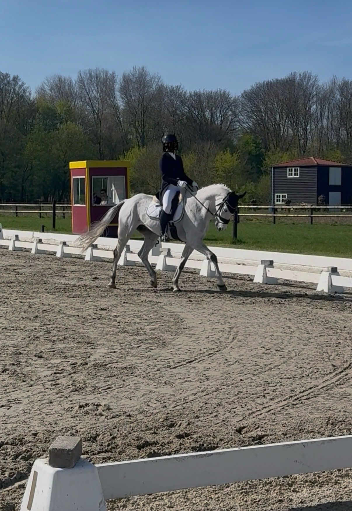 kwpn allrounder ruin 11 years old schimmel for sale - Photo 2