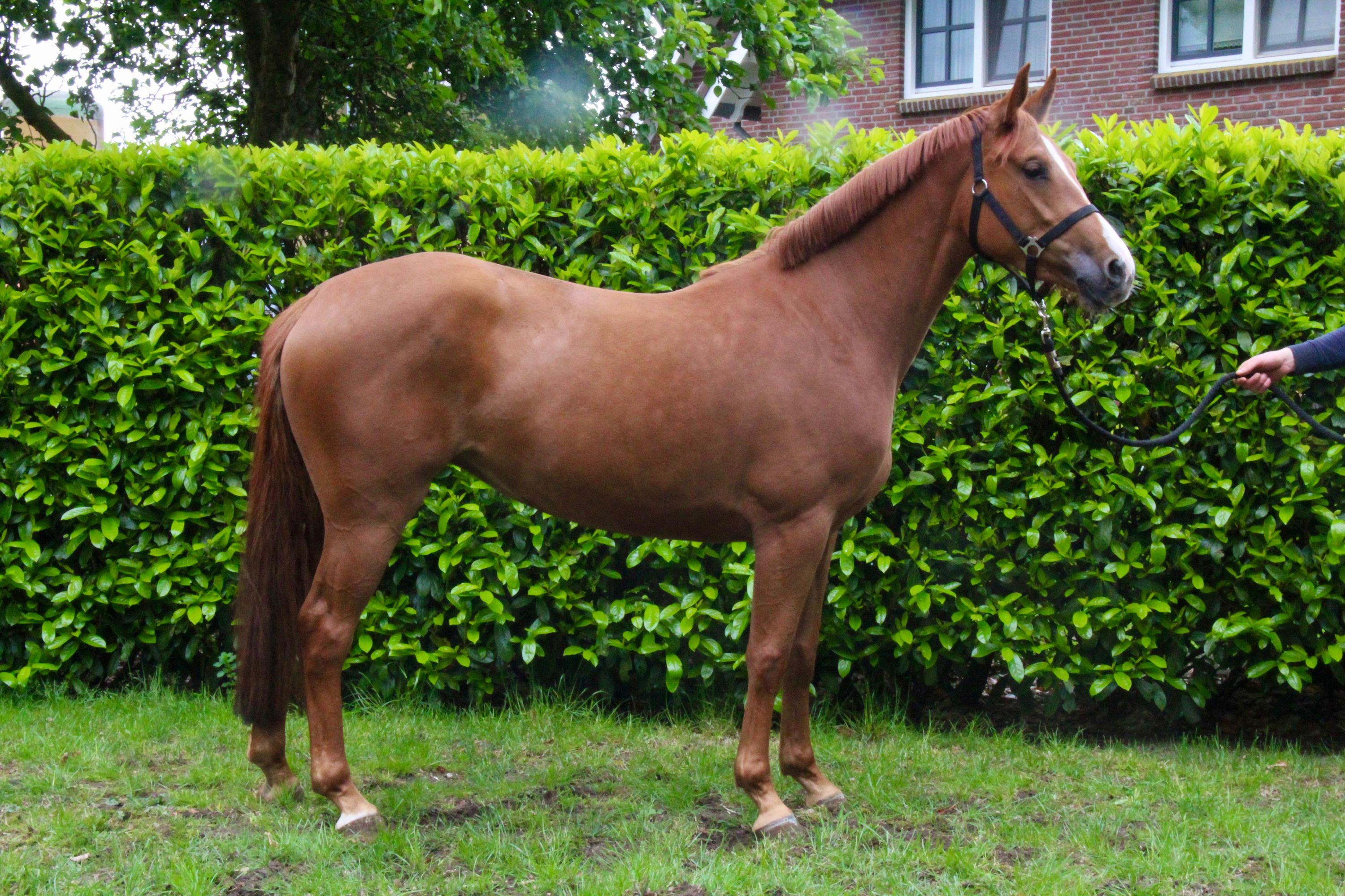 zangersheide springpony merrie 3 歳 vos 売り出し中 - 写真 2