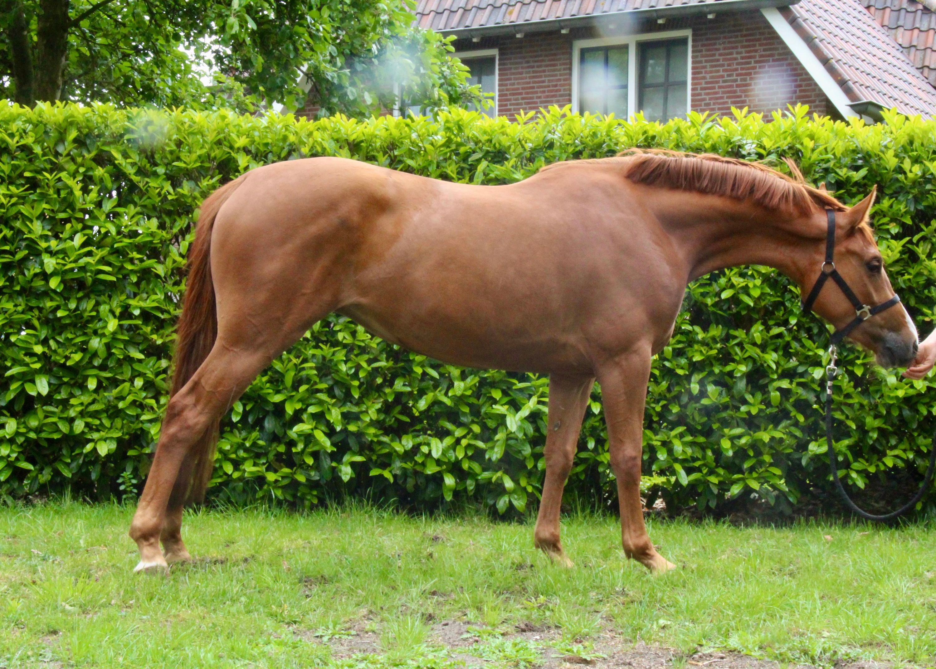zangersheide springpony merrie 3 歳 vos 売り出し中 - 写真 4