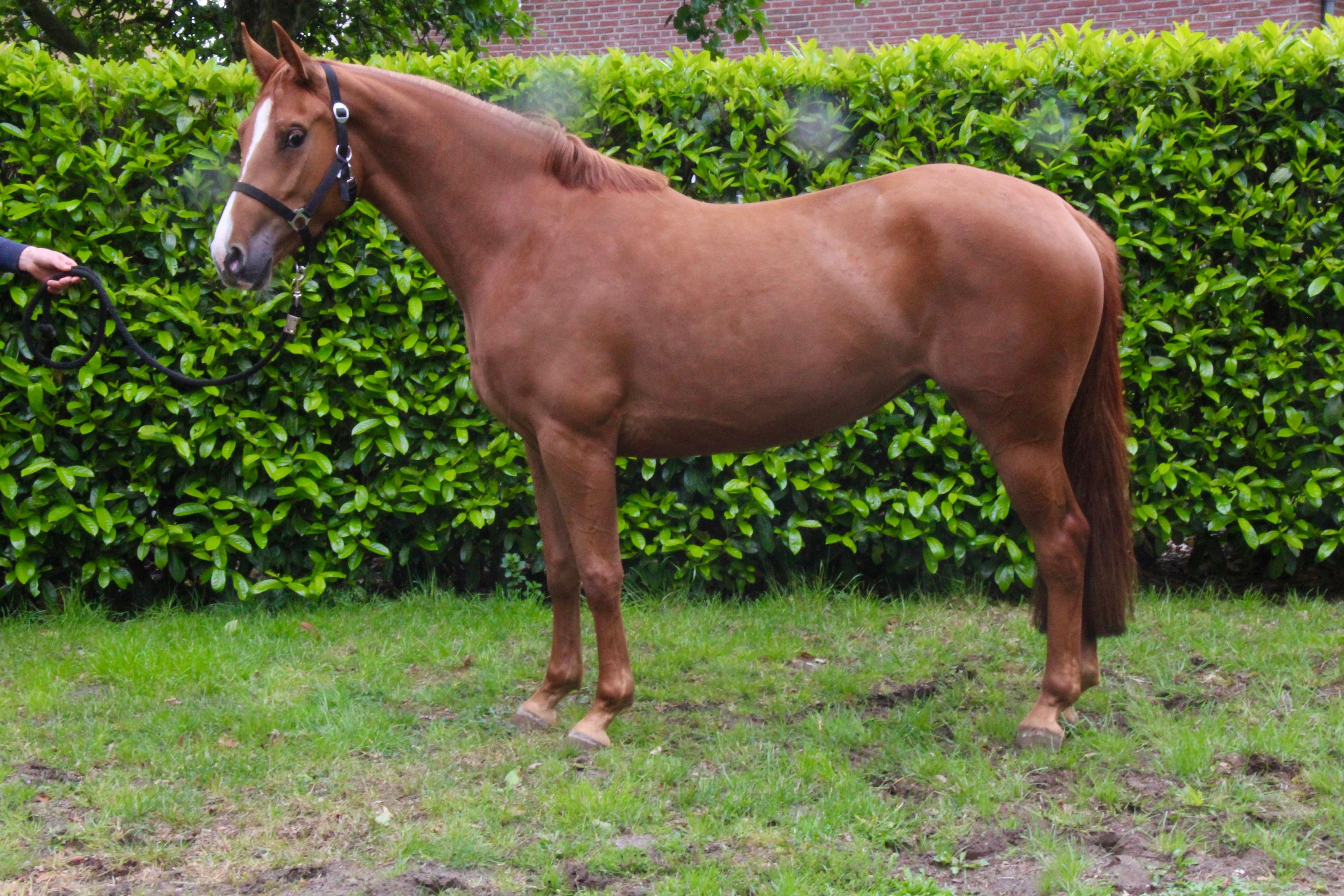 zangersheide springpony merrie 3 歳 vos 売り出し中 - 写真 3