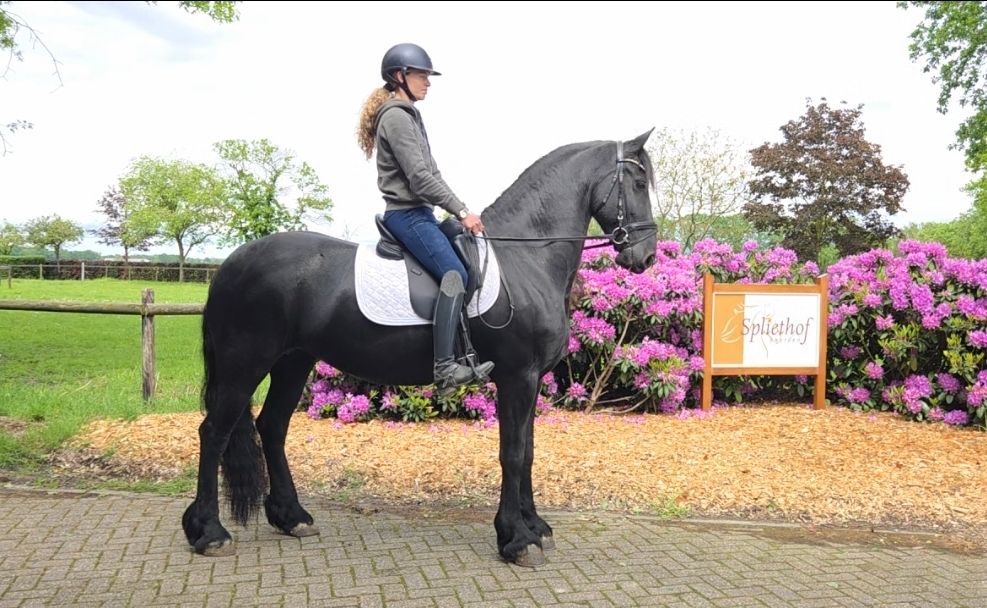 dressuurpaard merrie 9 years old zwart for sale - Photo 3