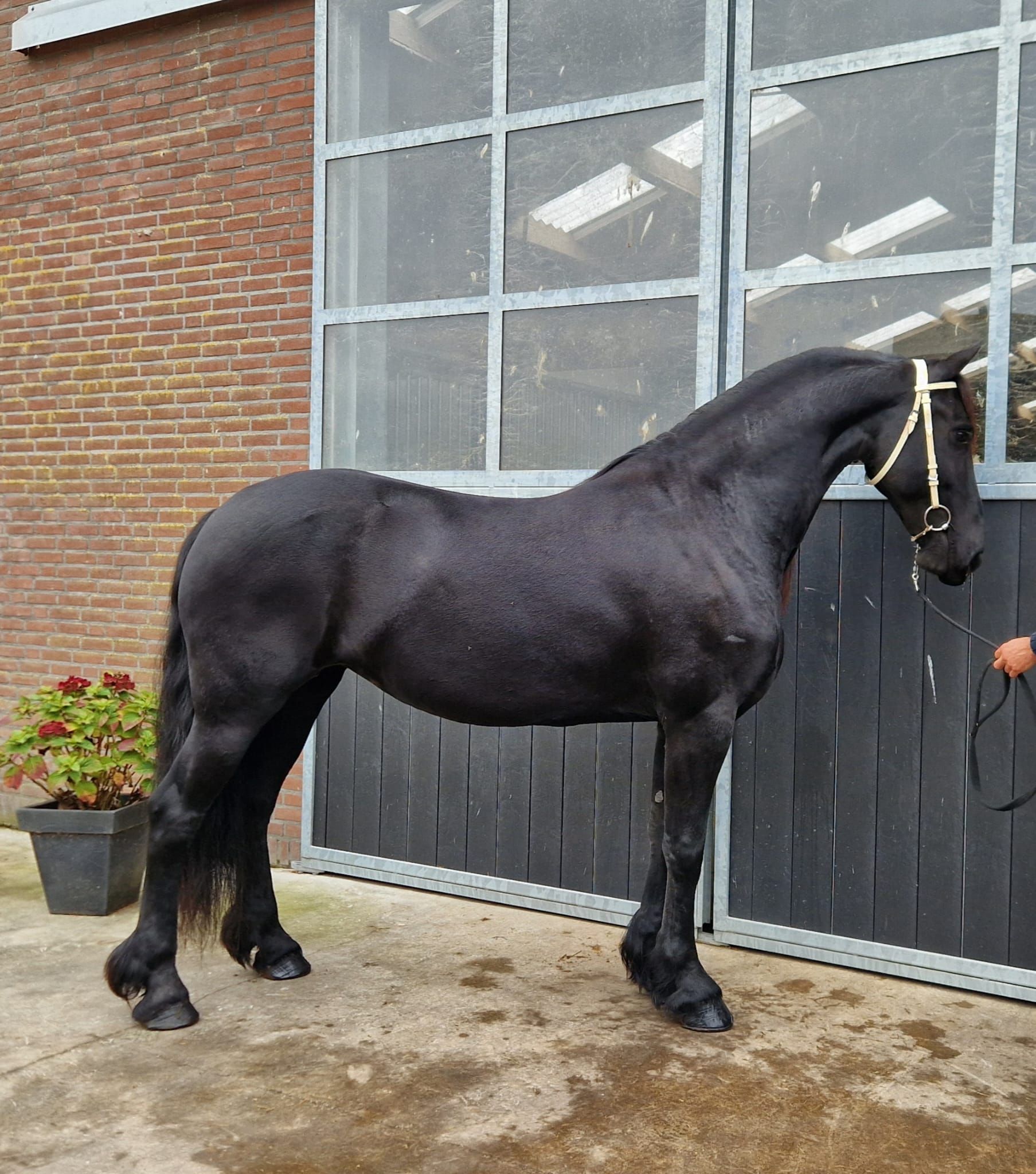 Pleasant to ride Friesian Ster mare!