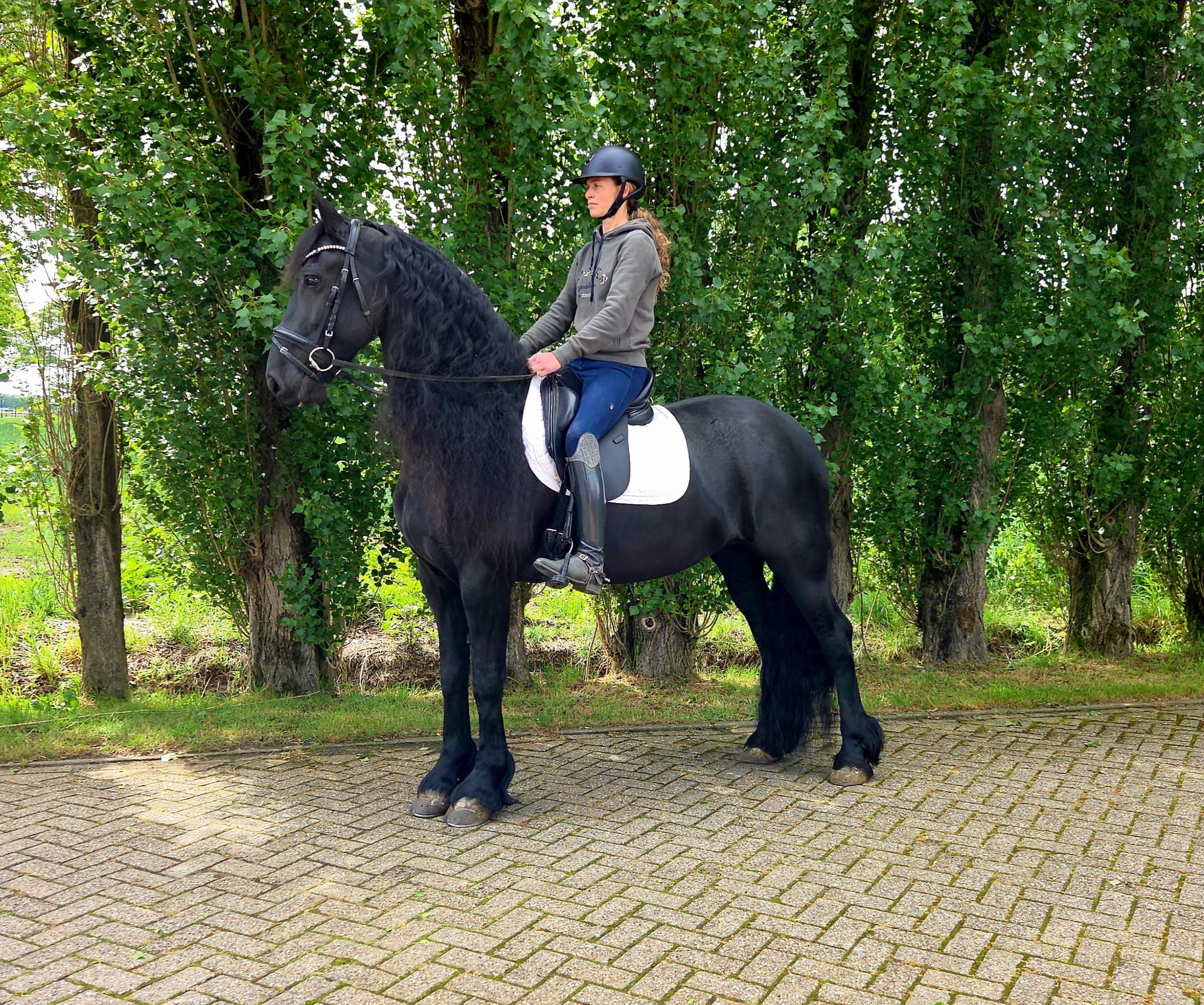 dressuurpaard merrie 9 years old zwart for sale - Photo 6