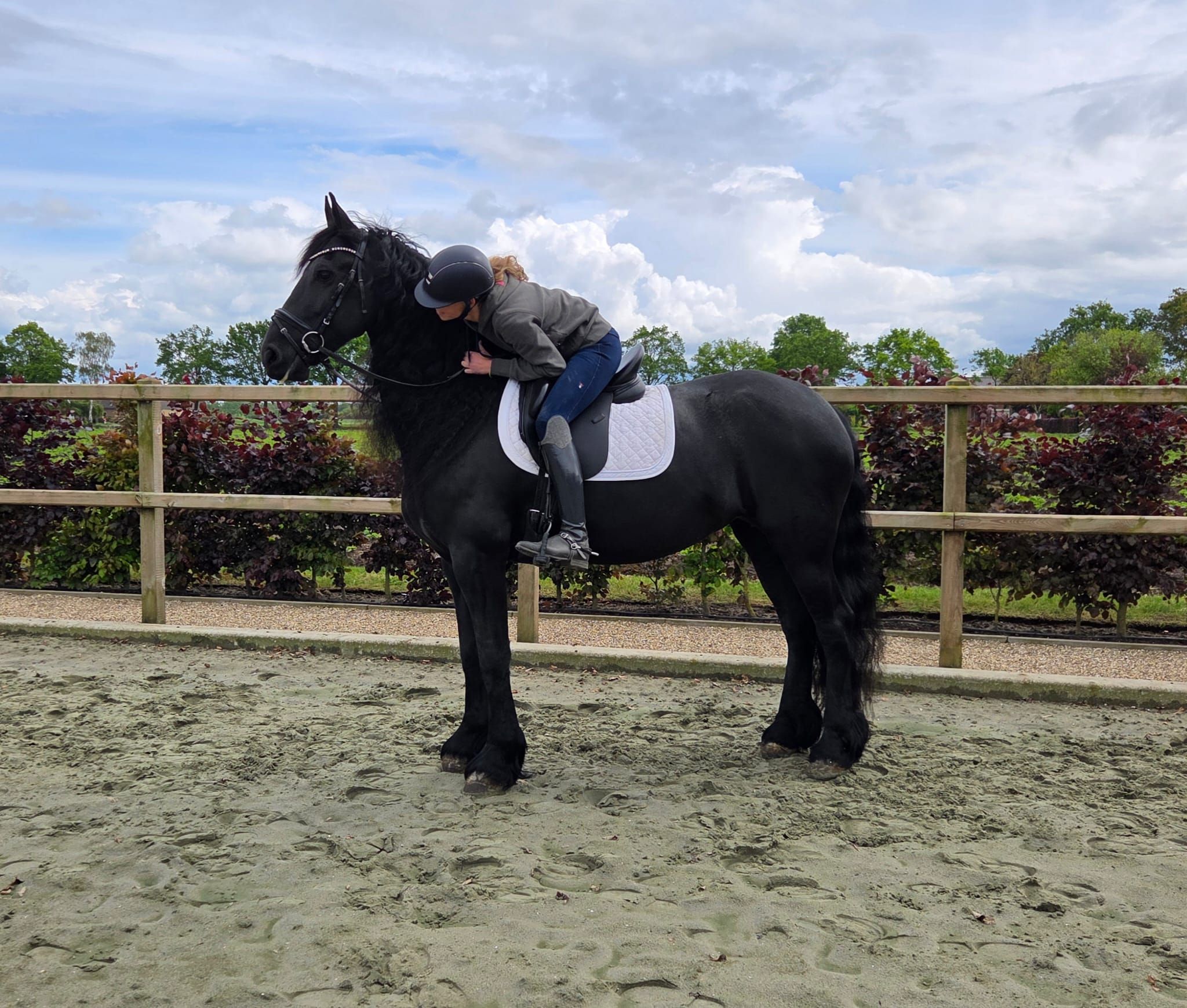dressuurpaard merrie 9 years old zwart for sale - Photo 2
