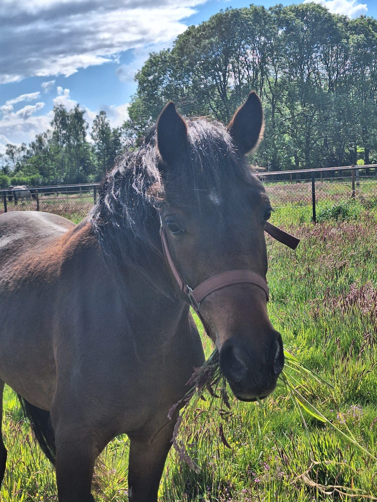welsh allround-pony hengst 2 years old donkerbruin for sale - Photo 3