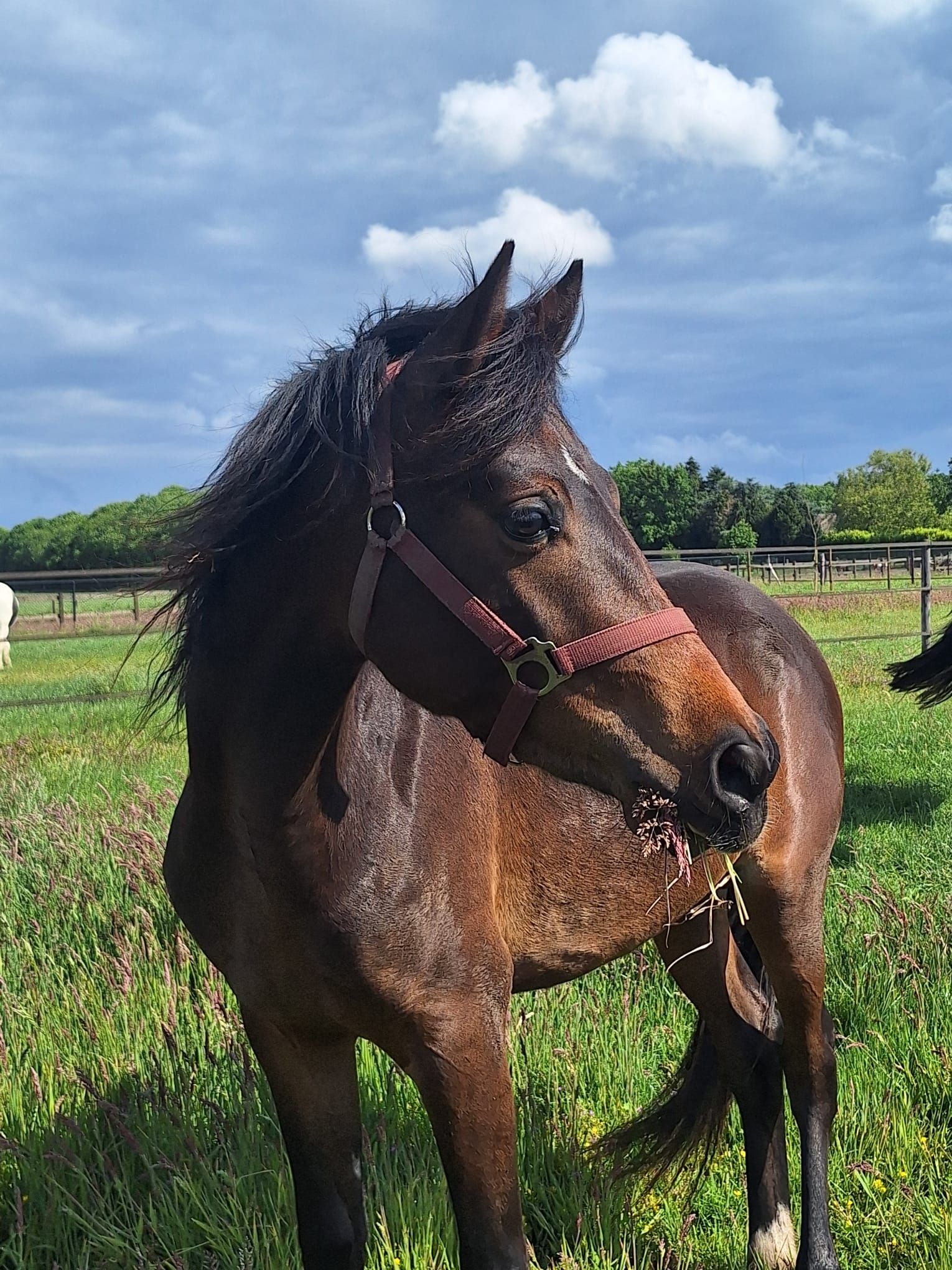 welsh allround-pony hengst 2 years old donkerbruin for sale - Photo 4