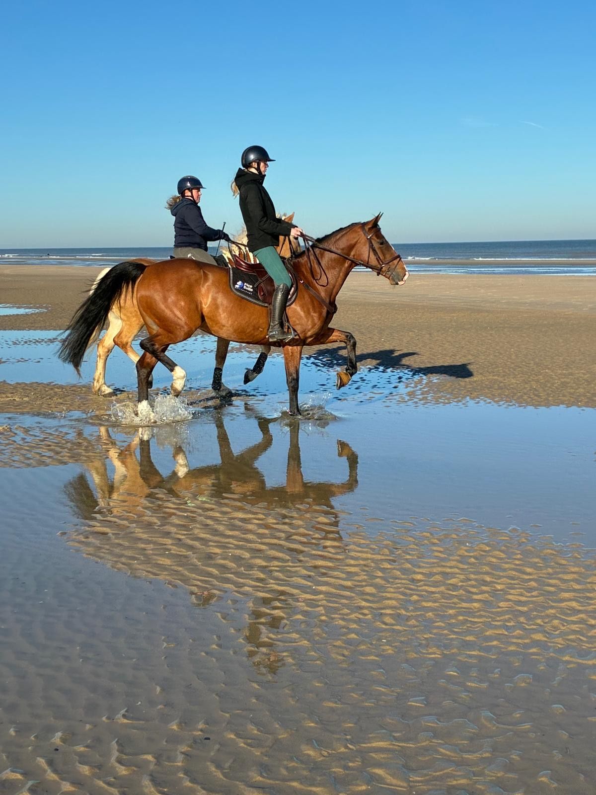 zangersheide springpaard merrie 7 años bruin en venta - Foto 2