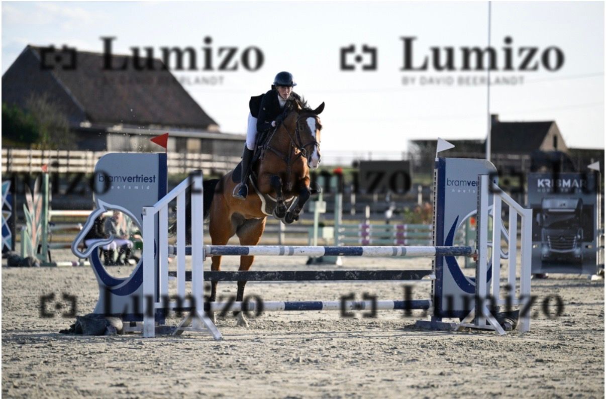 zangersheide springpaard merrie 7 años bruin en venta - Foto 3
