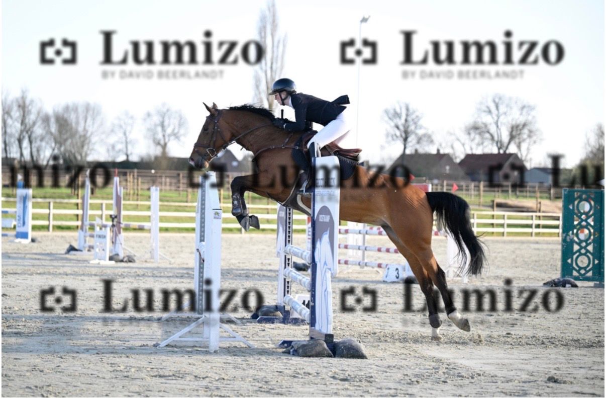 zangersheide springpaard merrie 7 años bruin en venta - Foto 4