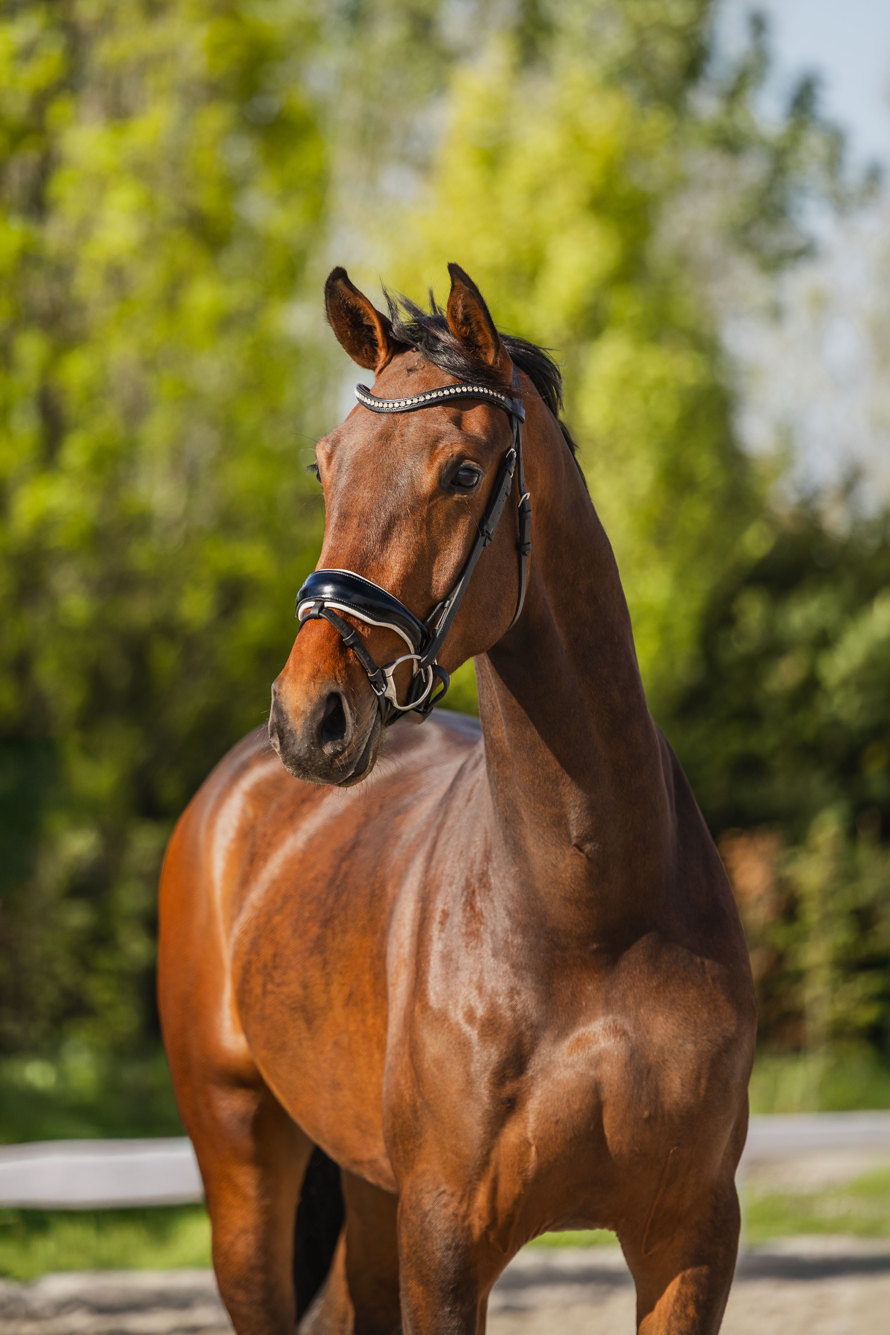 KWPN dressuurpaard ruin 3 ans donkerbruin à vendre - Photo 4