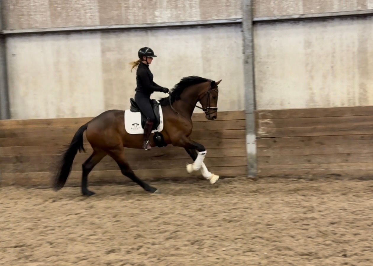KWPN dressuurpaard ruin 3 ans donkerbruin à vendre - Photo 5
